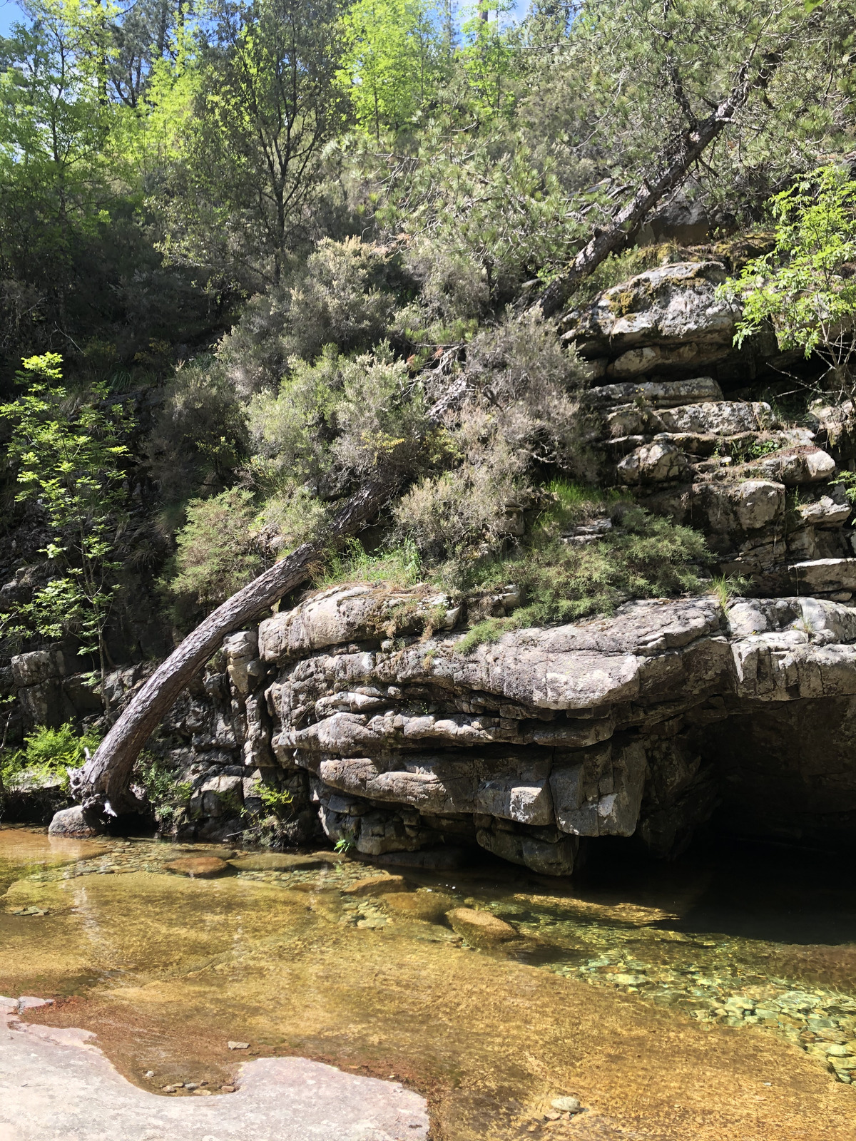 Picture France Corsica Aitone Forest 2021-06 53 - Picture Aitone Forest