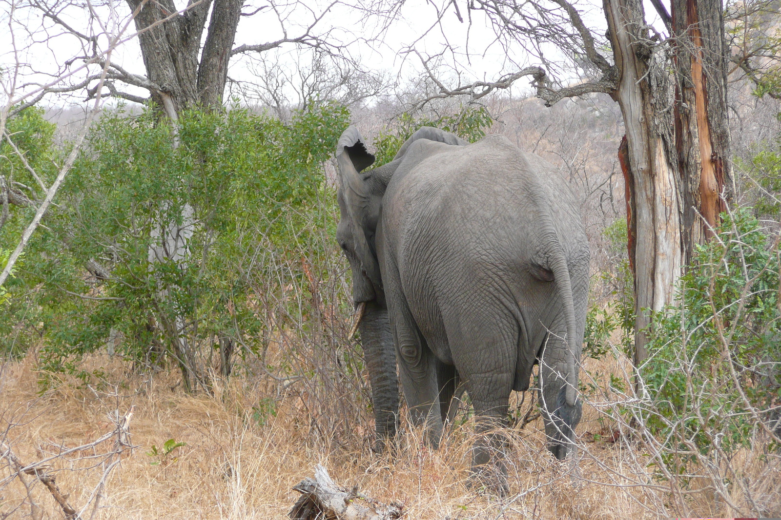 Picture South Africa Kruger National Park 2008-09 77 - Perspective Kruger National Park