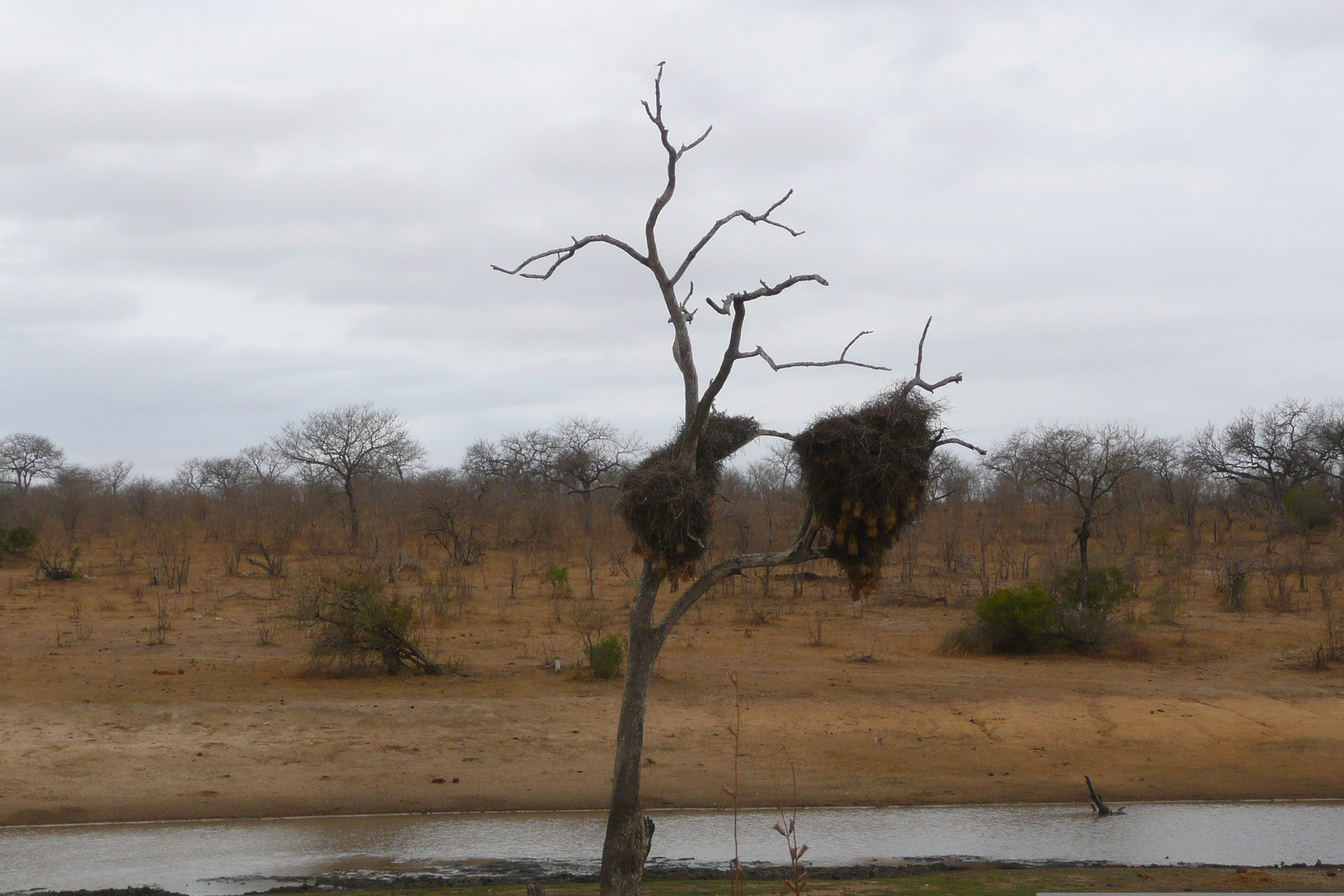 Picture South Africa Kruger National Park 2008-09 127 - Travels Kruger National Park