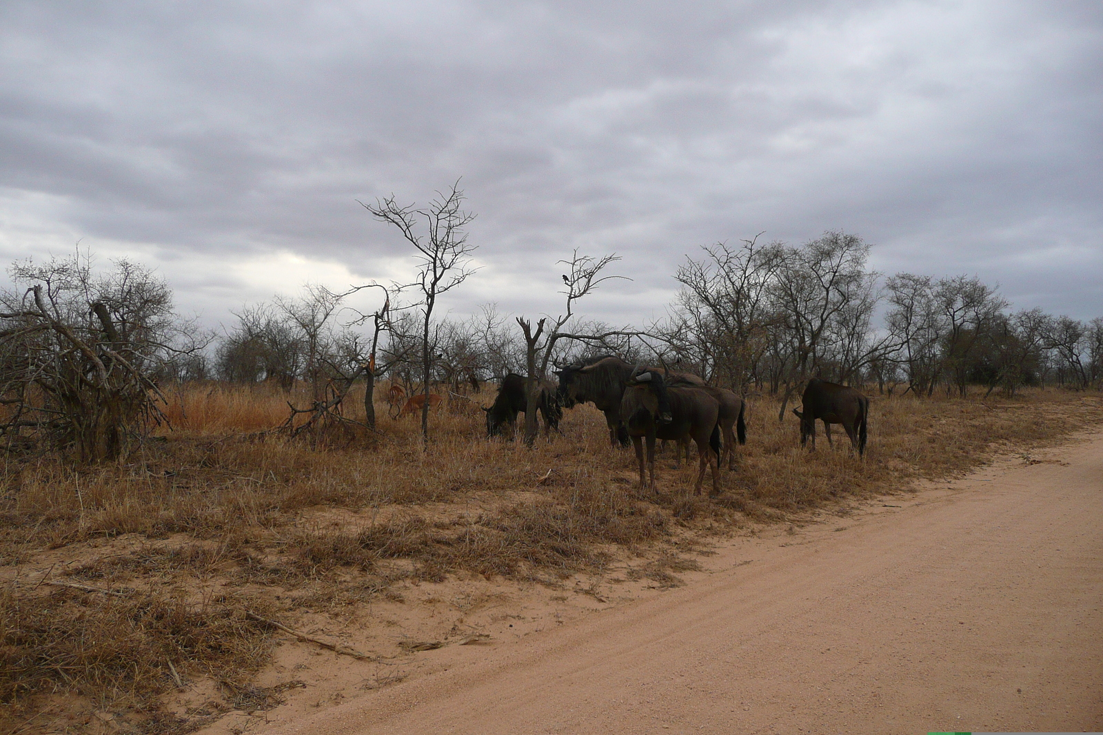 Picture South Africa Kruger National Park 2008-09 69 - Road Kruger National Park