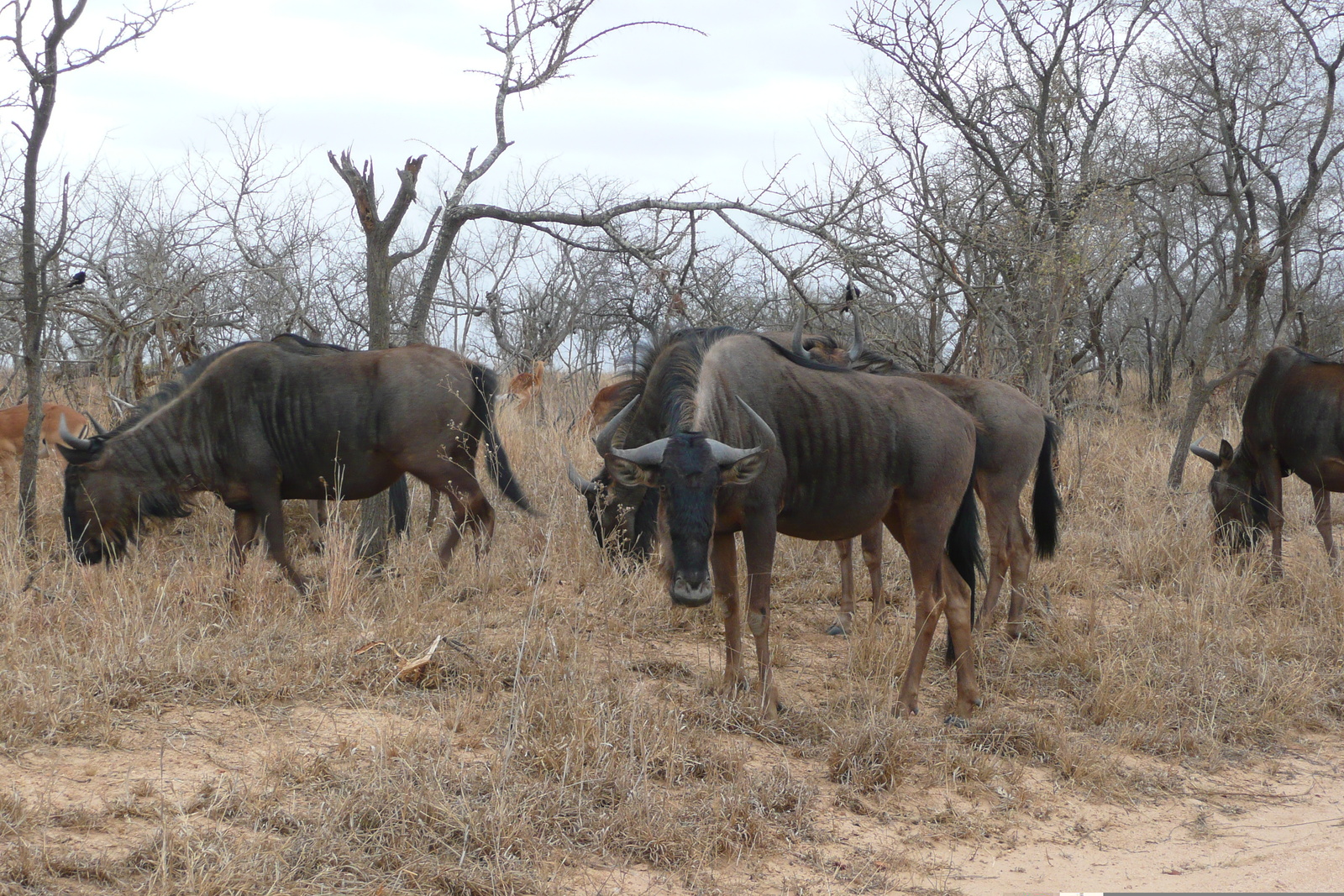 Picture South Africa Kruger National Park 2008-09 90 - Journey Kruger National Park