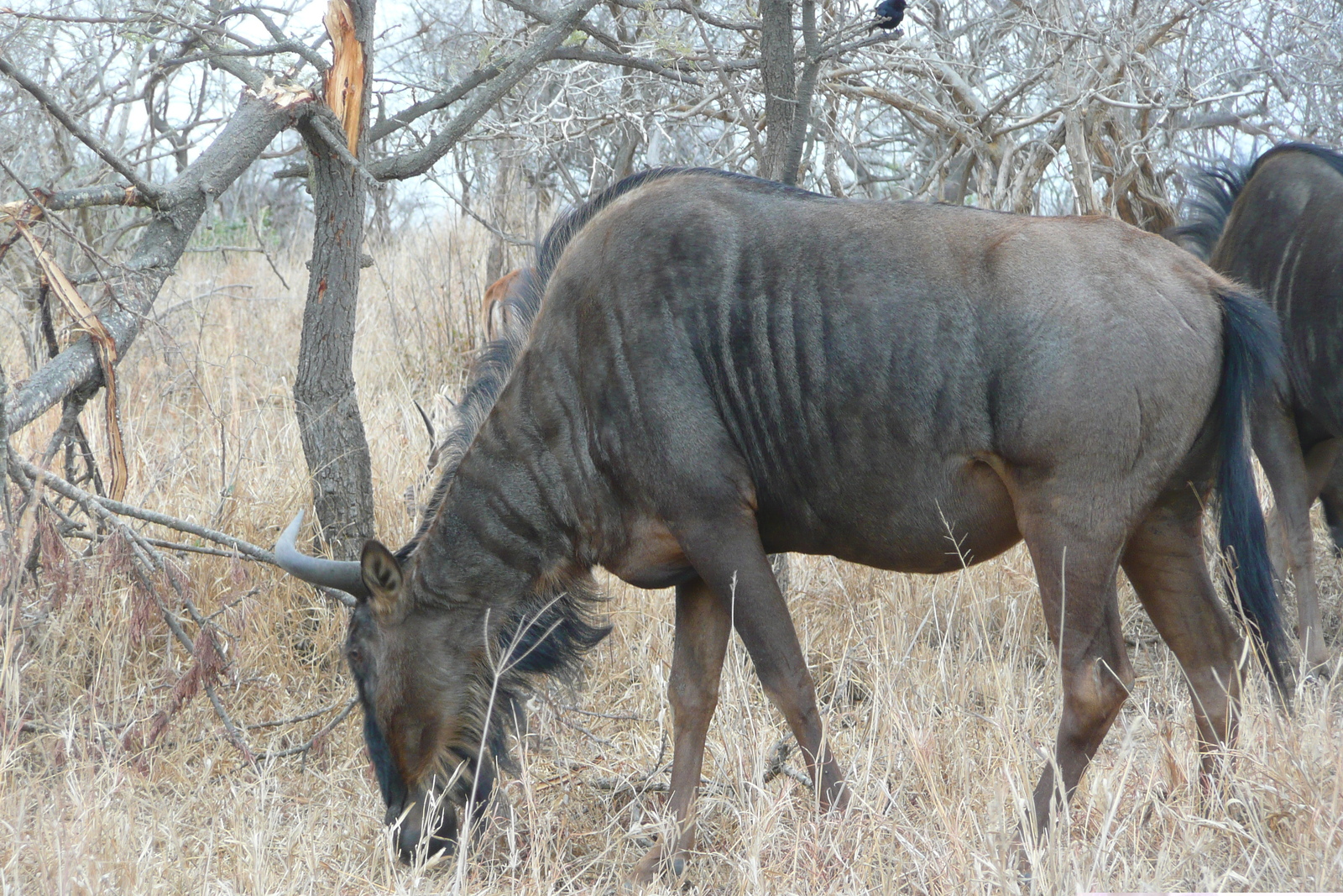 Picture South Africa Kruger National Park 2008-09 94 - Photo Kruger National Park