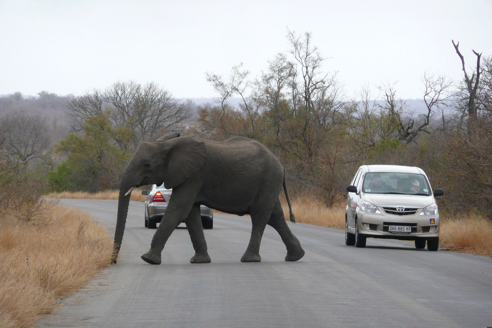 Picture South Africa Kruger National Park 2008-09 133 - Discover Kruger National Park