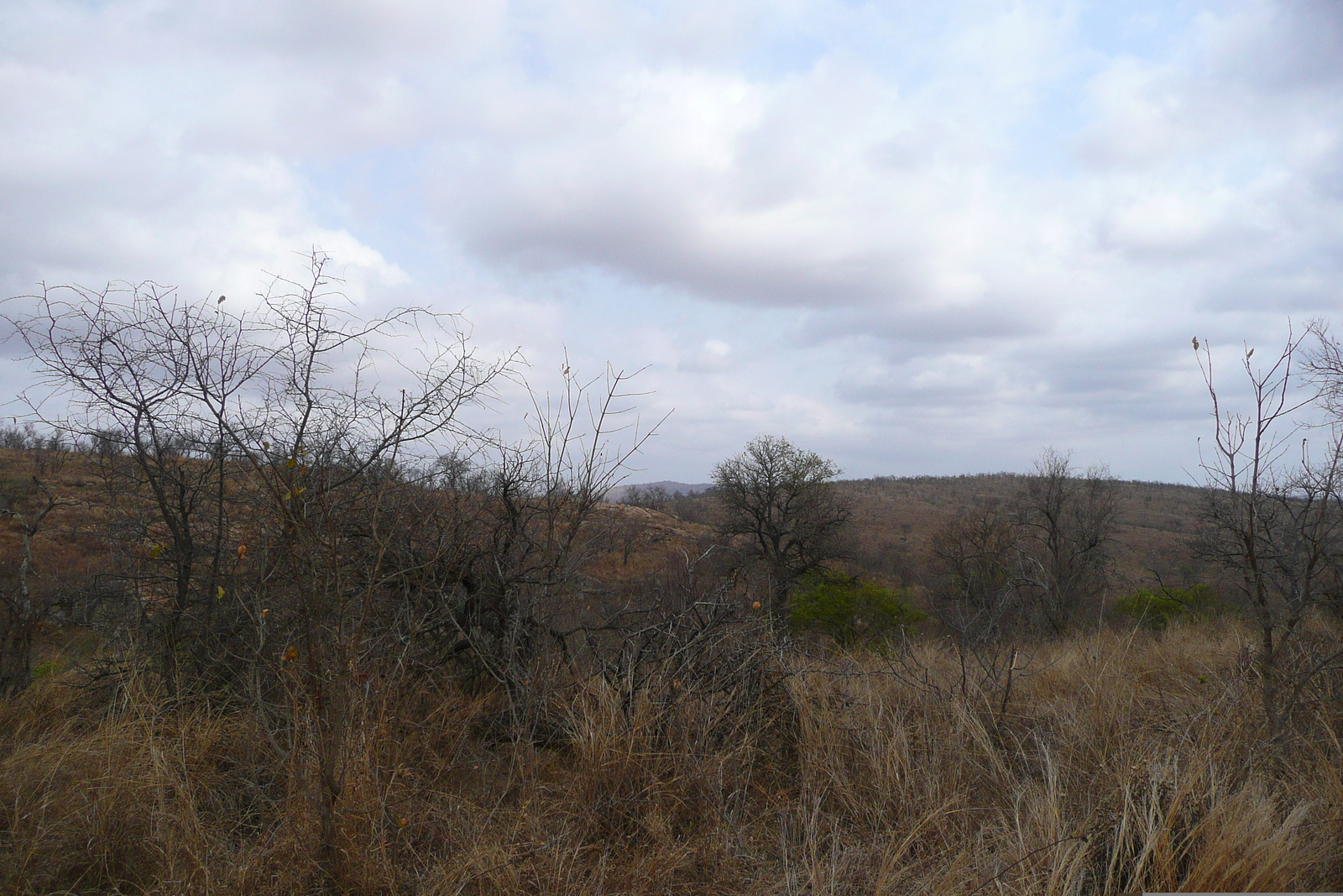 Picture South Africa Kruger National Park 2008-09 153 - Picture Kruger National Park