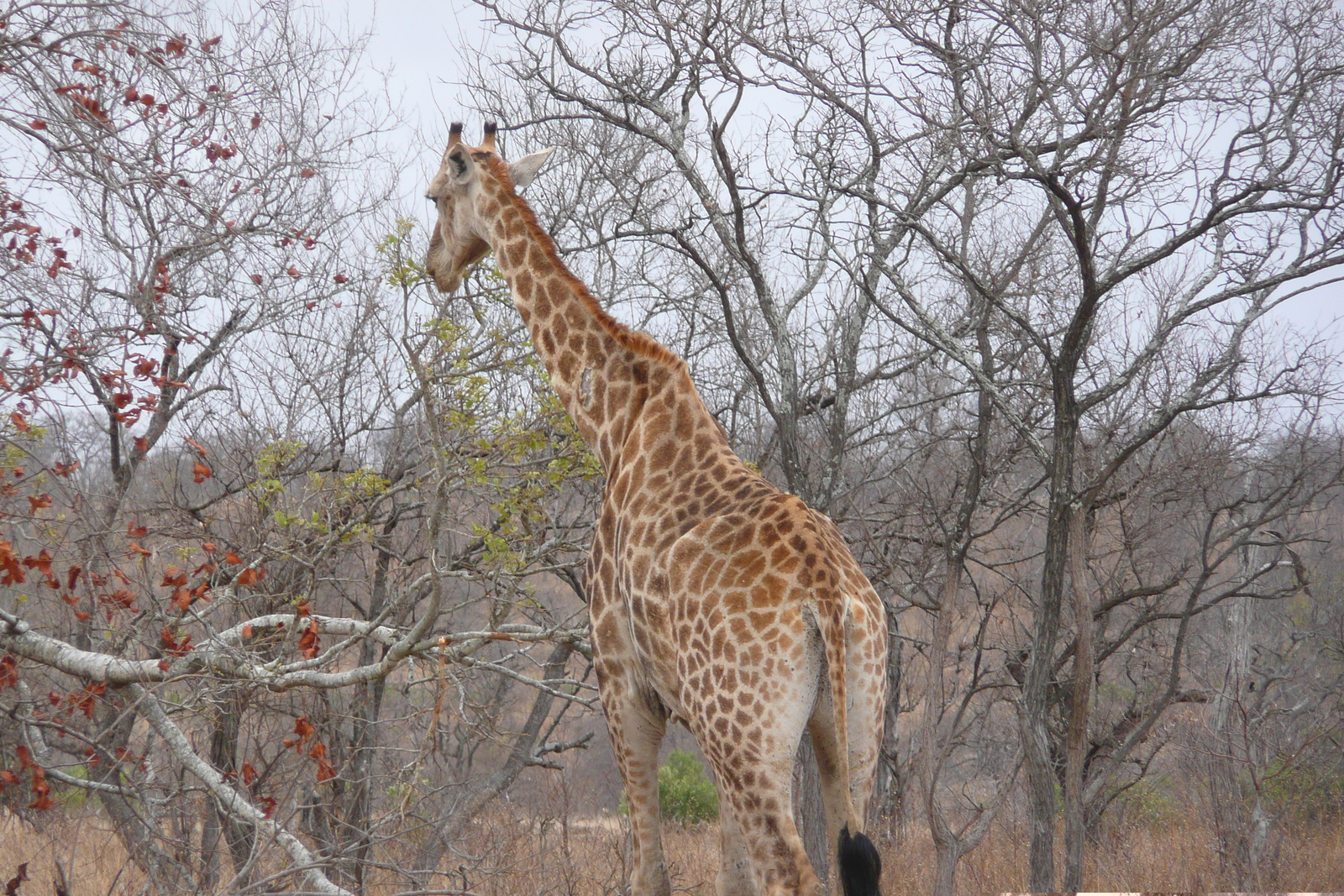 Picture South Africa Kruger National Park 2008-09 148 - Photos Kruger National Park