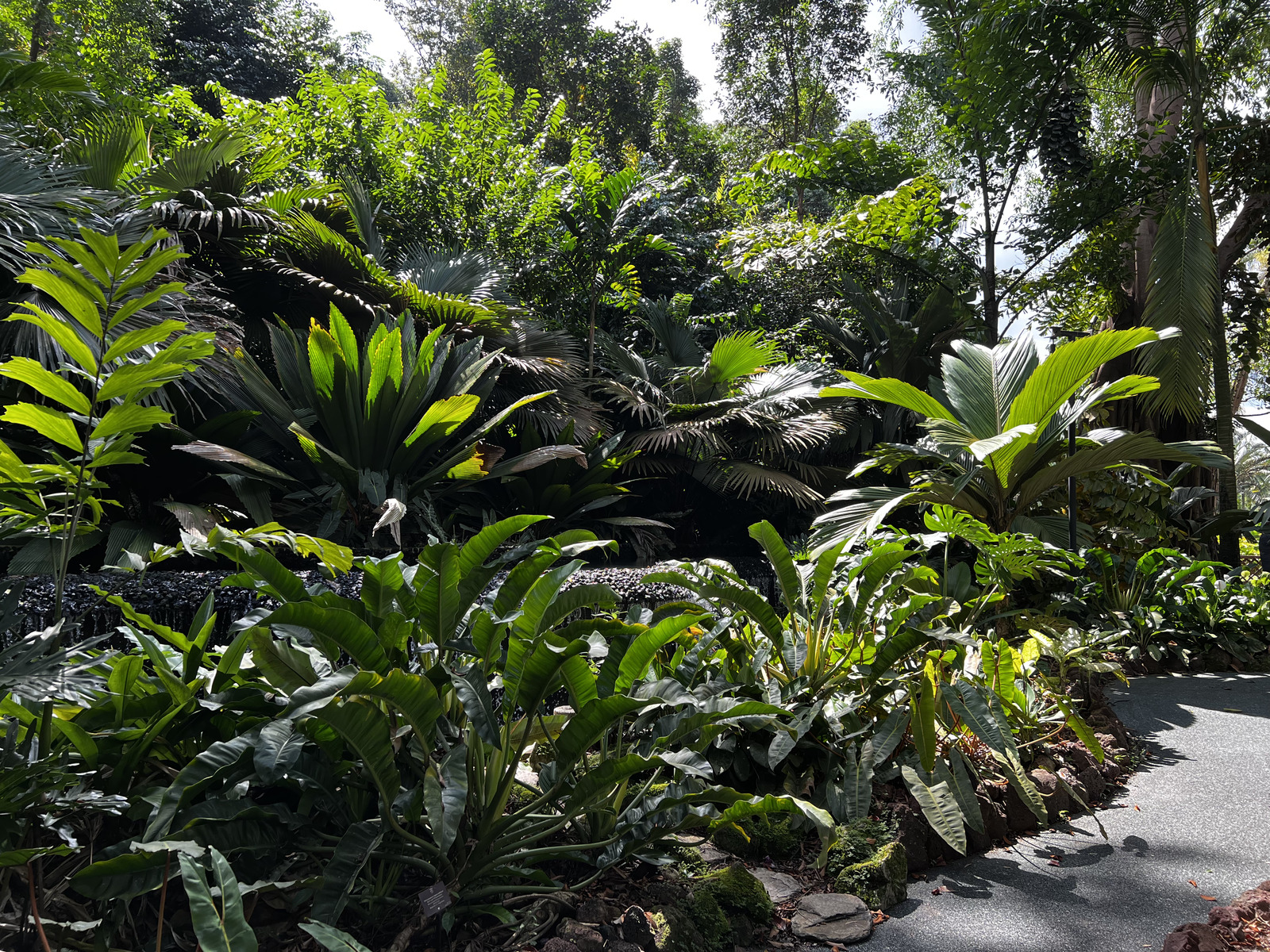 Picture Singapore Singapore Botanic Gardens 2023-01 25 - Tourist Singapore Botanic Gardens