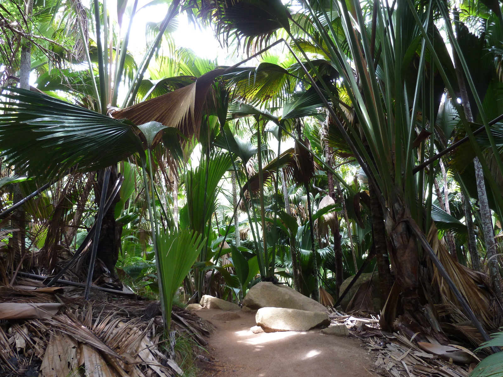 Picture Seychelles Vallee de Mai 2011-10 27 - Journey Vallee de Mai