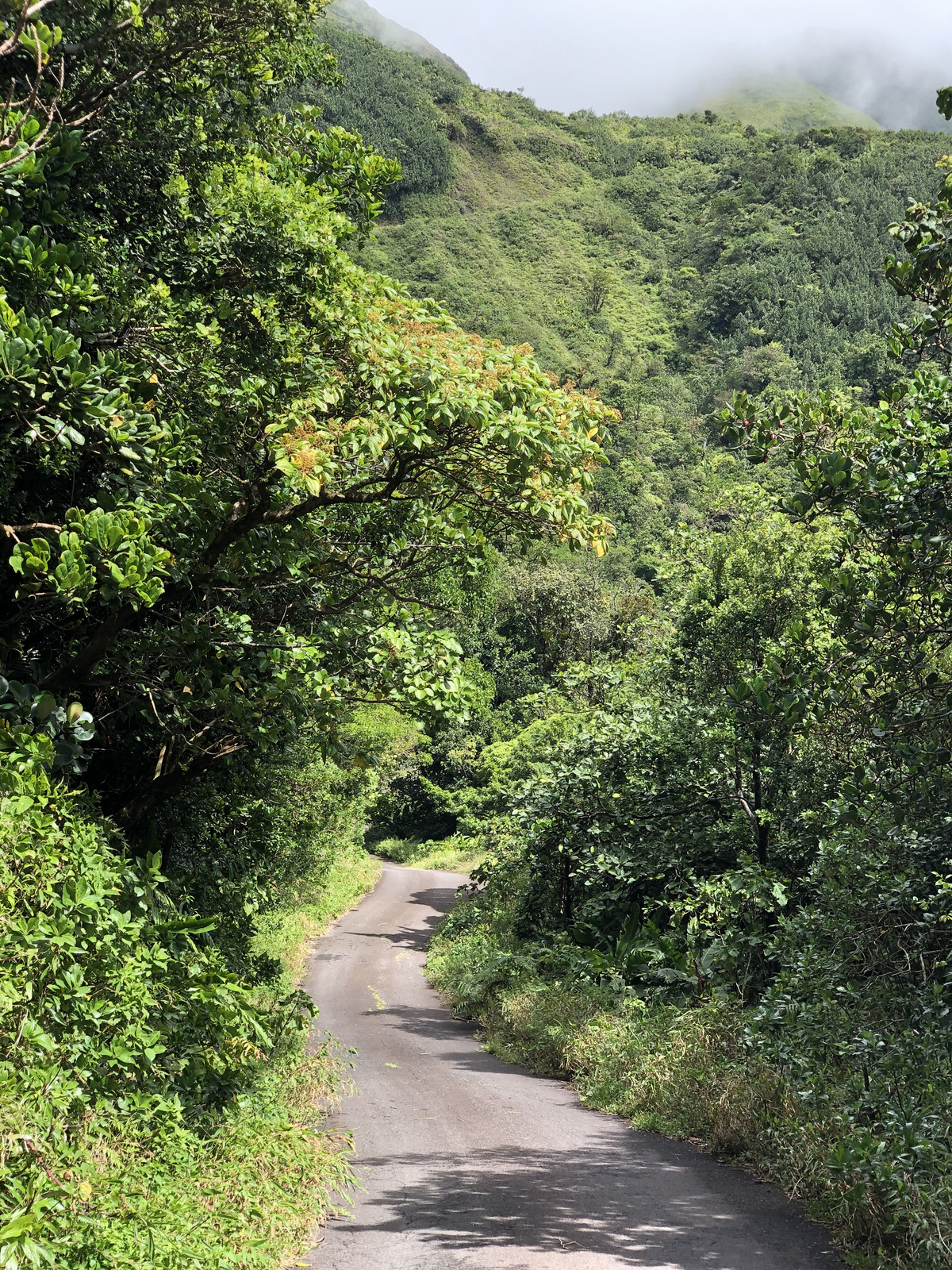 Picture Guadeloupe La Grande Soufriere 2021-02 59 - Pictures La Grande Soufriere