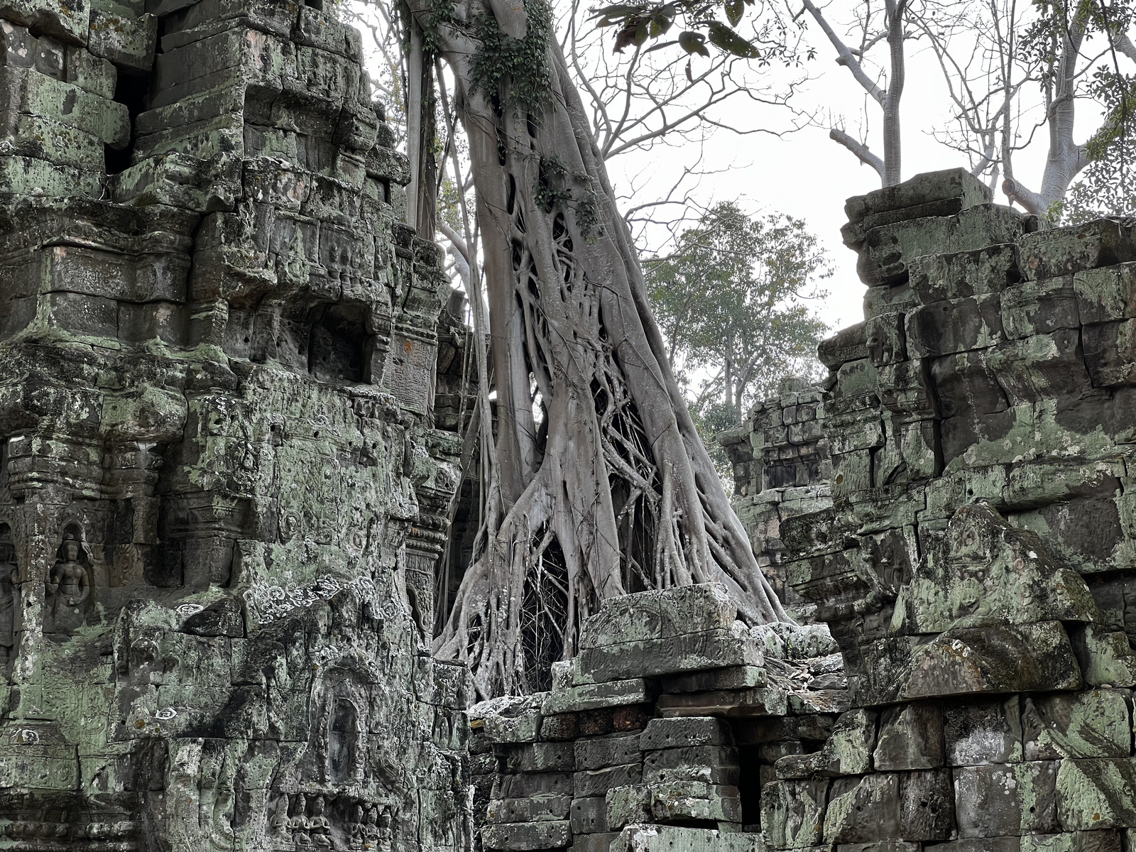 Picture Cambodia Siem Reap Ta Prohm 2023-01 130 - Tourist Places Ta Prohm