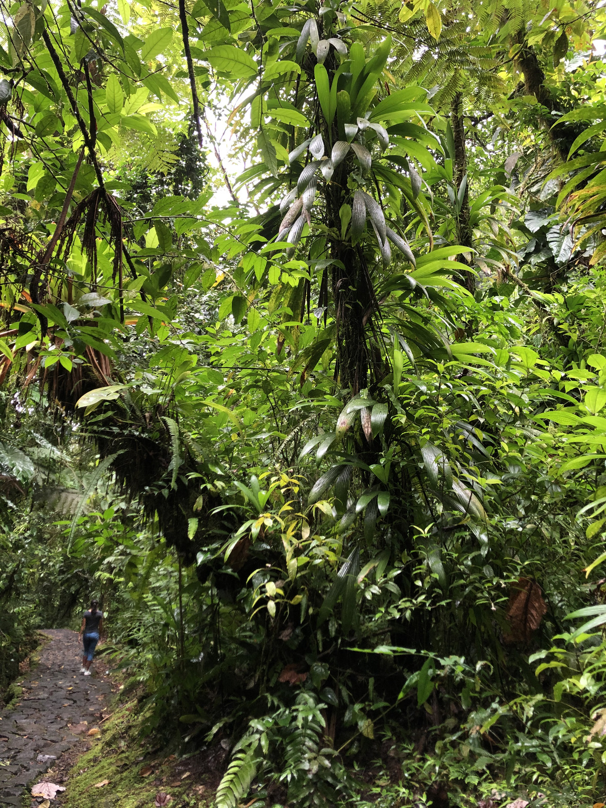 Picture Guadeloupe Carbet Falls 2021-02 32 - Sightseeing Carbet Falls