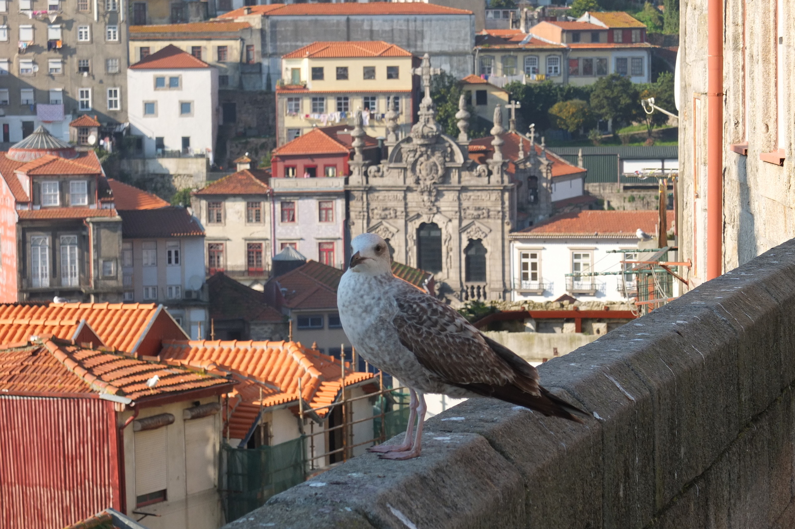 Picture Portugal Porto 2013-01 113 - Flight Porto