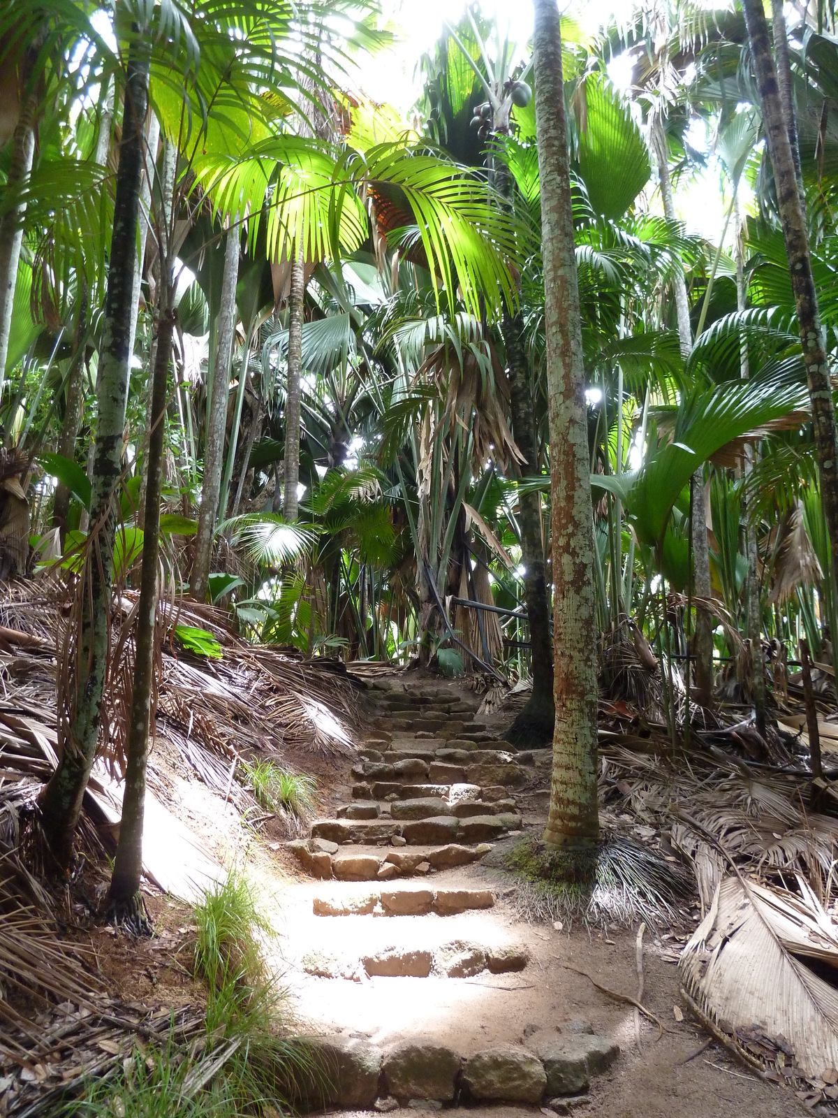 Picture Seychelles Vallee de Mai 2011-10 1 - Discover Vallee de Mai