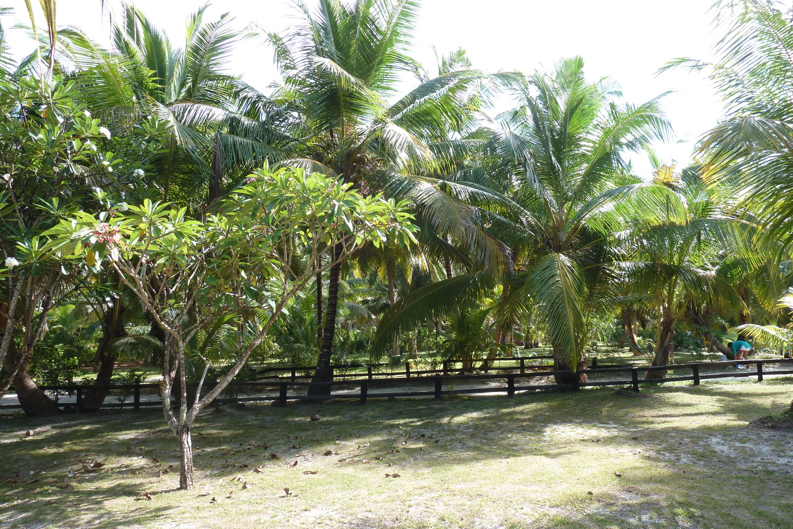 Picture Seychelles Anse Lazio 2011-10 13 - Randonee Anse Lazio