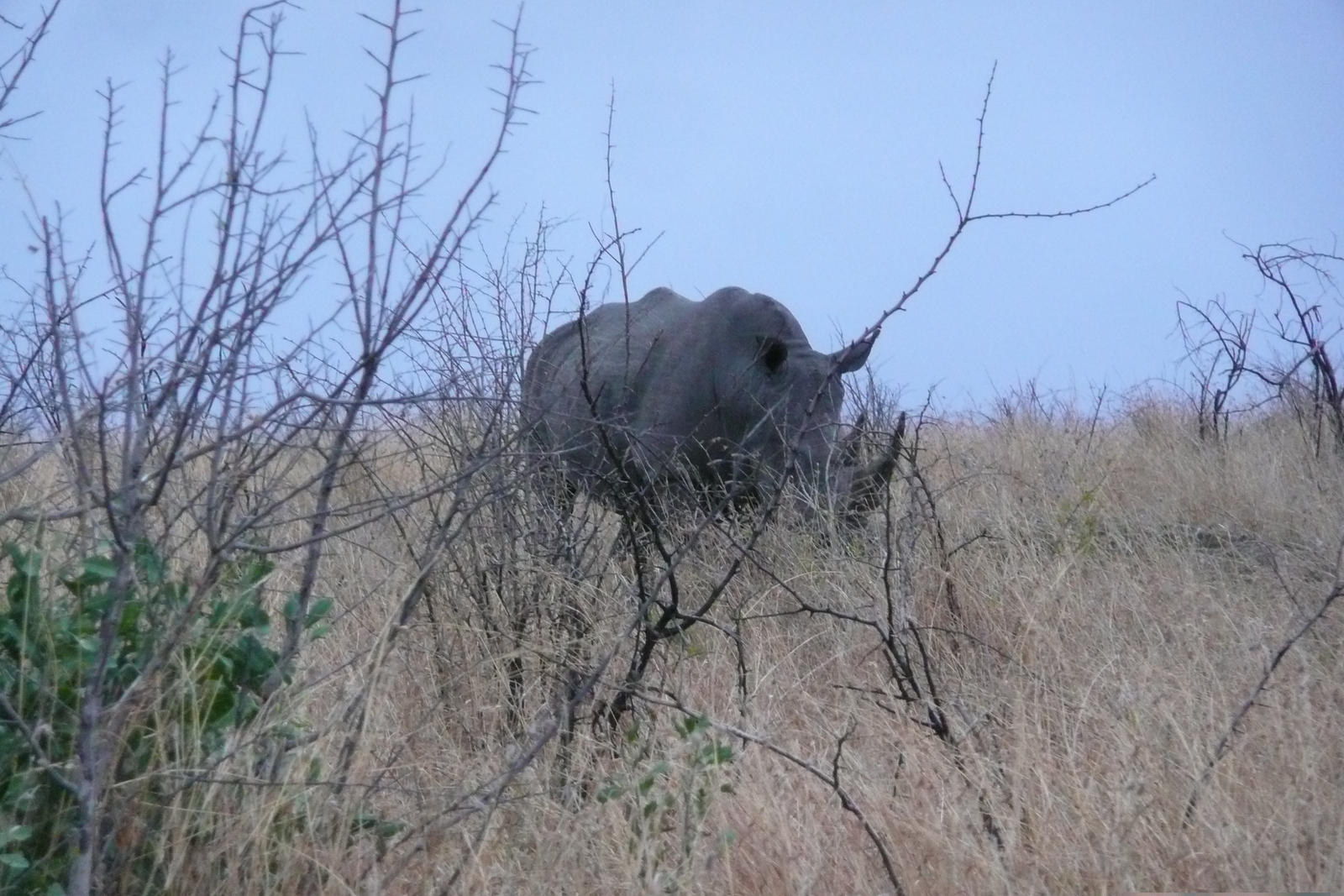 Picture South Africa Kruger National Park 2008-09 165 - Tourist Attraction Kruger National Park