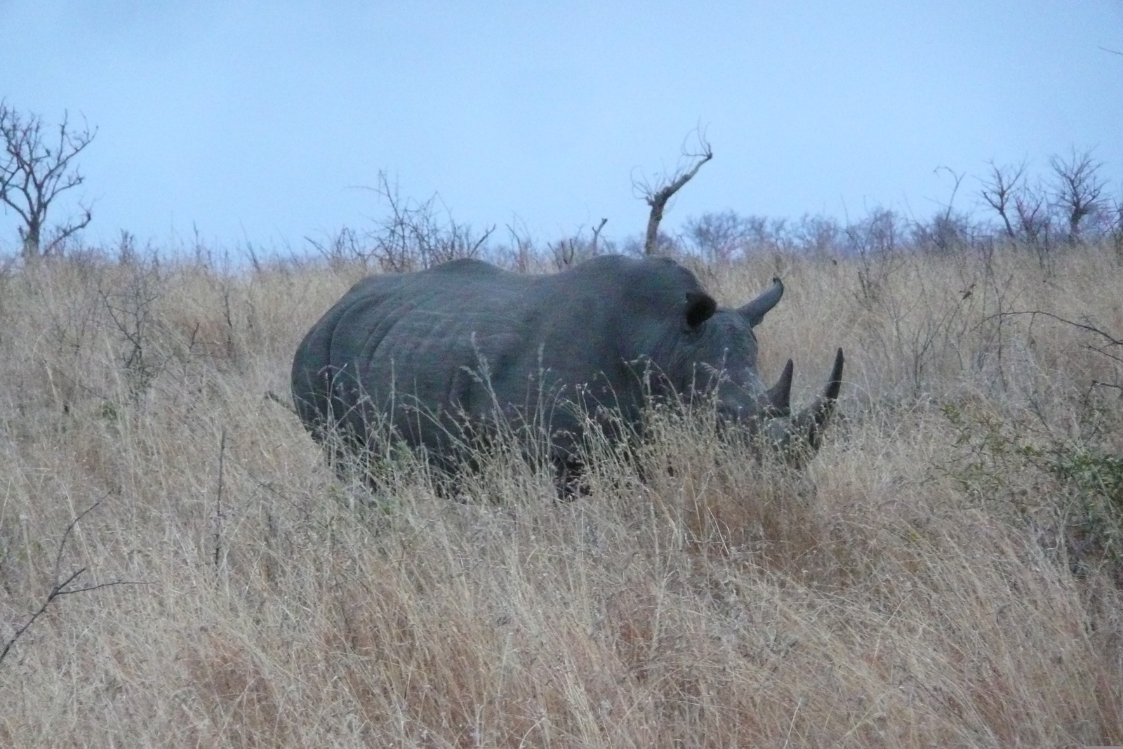 Picture South Africa Kruger National Park 2008-09 128 - Photographer Kruger National Park