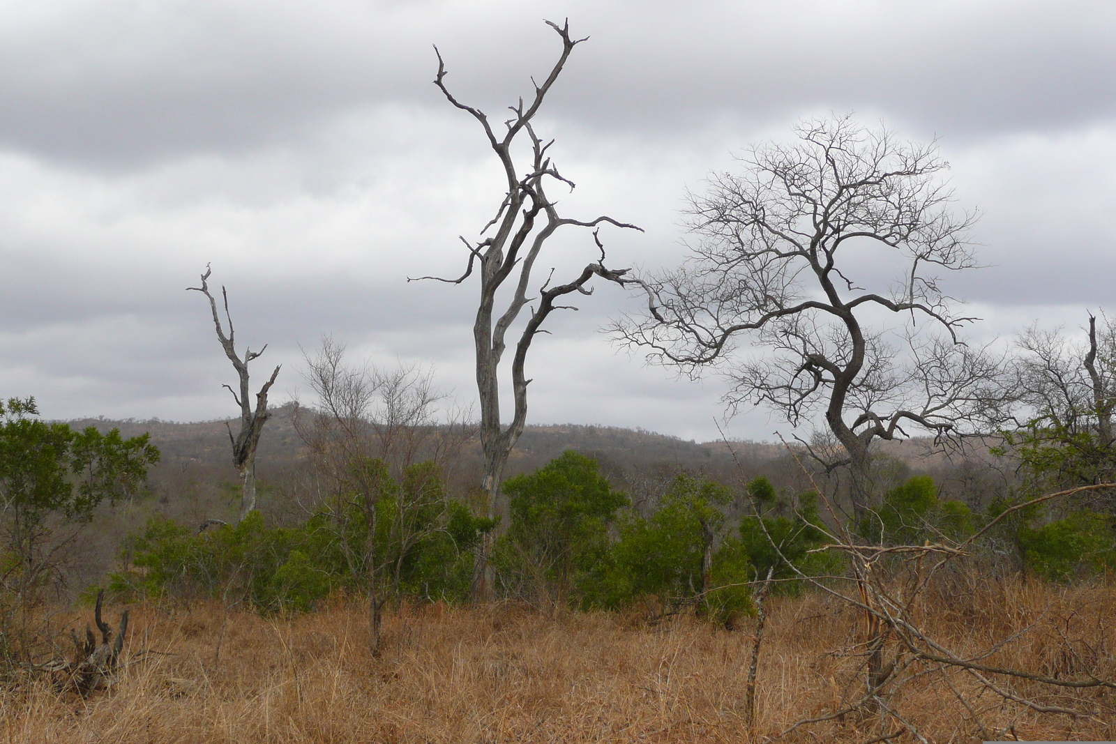 Picture South Africa Kruger National Park 2008-09 66 - Picture Kruger National Park