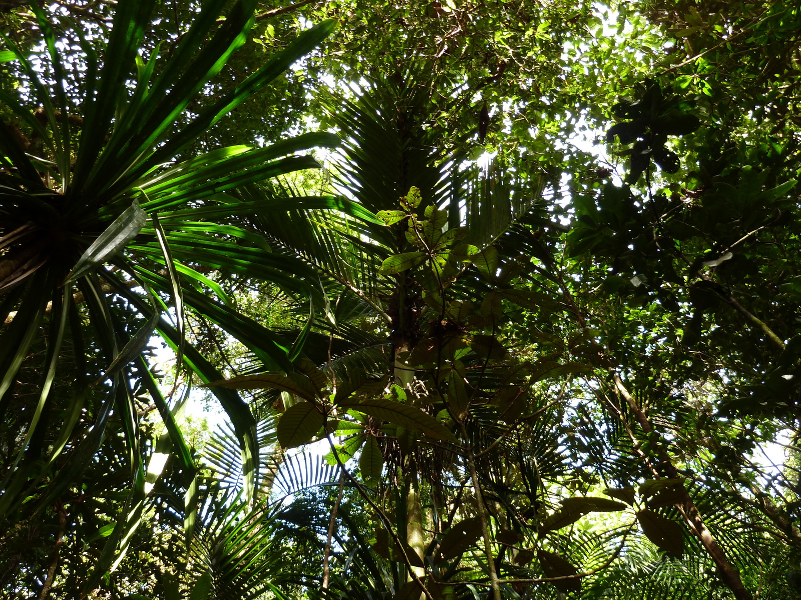 Picture New Caledonia Parc de la Riviere Bleue Le Grand Kaori 2010-05 13 - Sight Le Grand Kaori