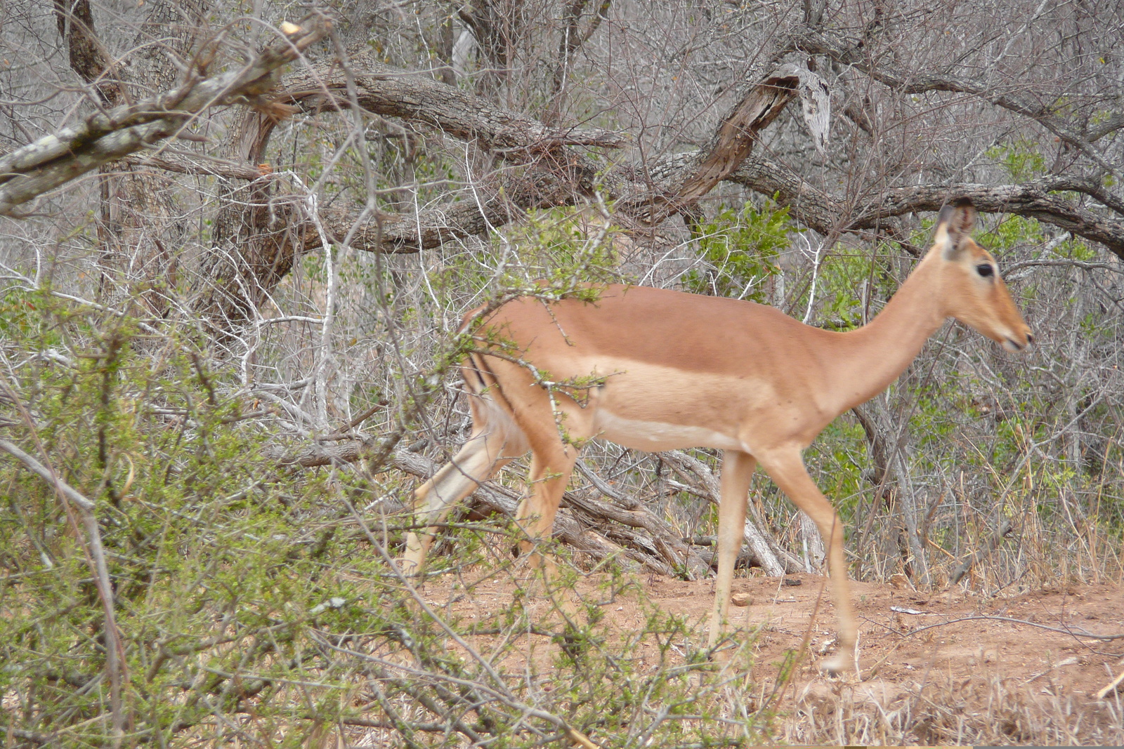 Picture South Africa Kruger National Park 2008-09 60 - Car Kruger National Park