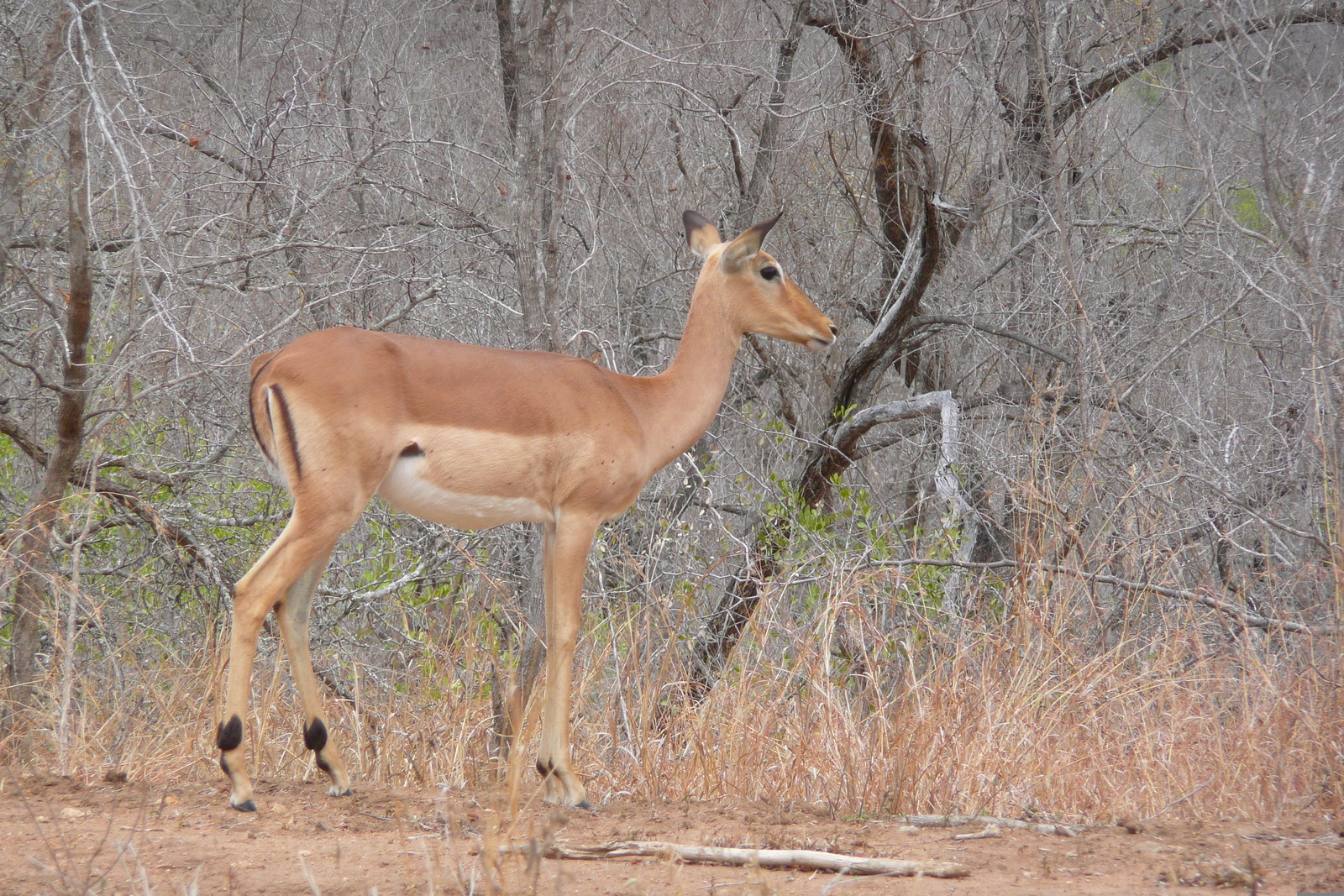 Picture South Africa Kruger National Park 2008-09 38 - Photos Kruger National Park