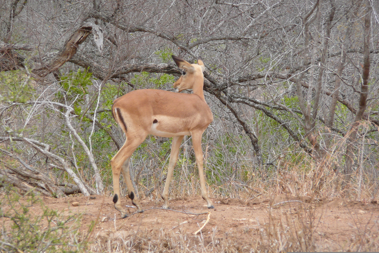 Picture South Africa Kruger National Park 2008-09 26 - Photographers Kruger National Park