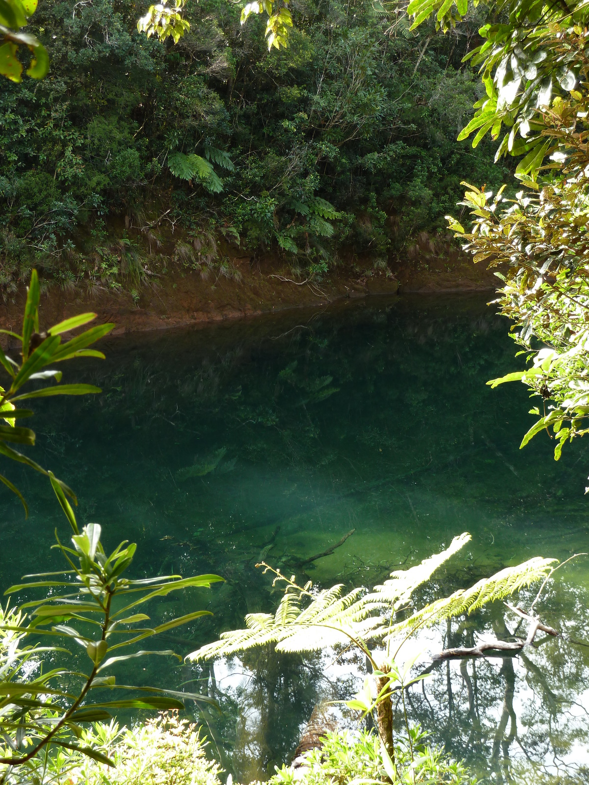 Picture New Caledonia Parc de la Riviere Bleue Le Grand Kaori 2010-05 12 - Pictures Le Grand Kaori