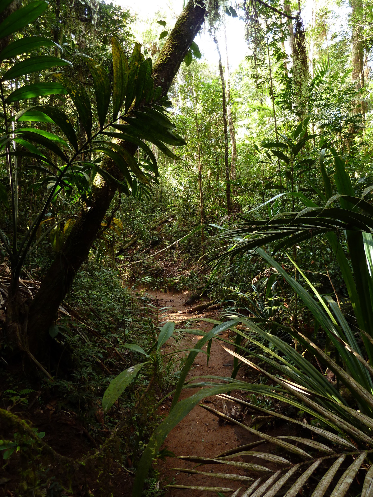 Picture New Caledonia Parc de la Riviere Bleue Le Grand Kaori 2010-05 40 - Photos Le Grand Kaori