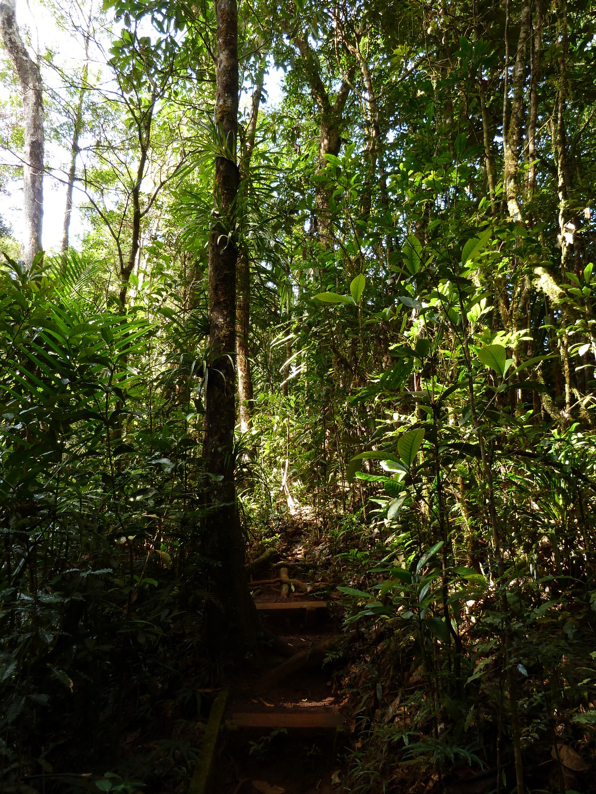 Picture New Caledonia Parc de la Riviere Bleue Le Grand Kaori 2010-05 44 - Photos Le Grand Kaori