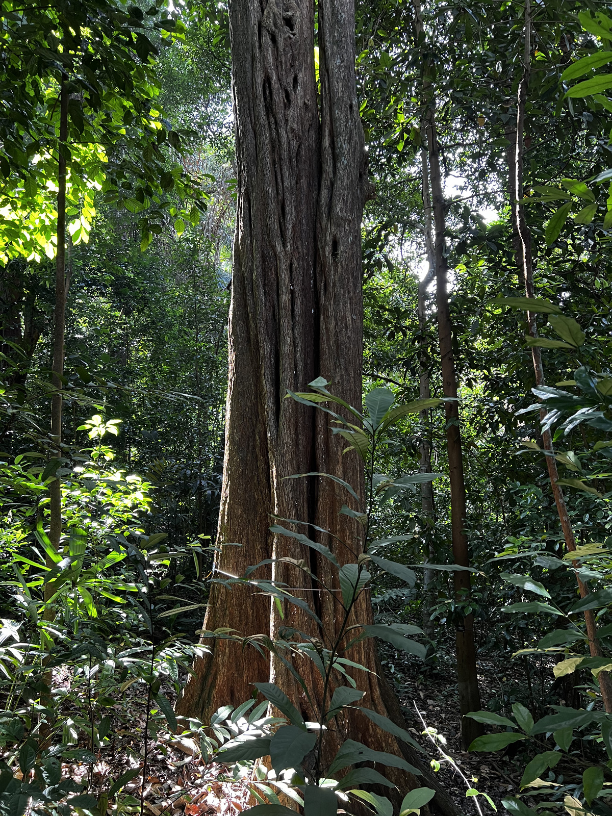 Picture Singapore Singapore Botanic Gardens 2023-01 93 - Picture Singapore Botanic Gardens