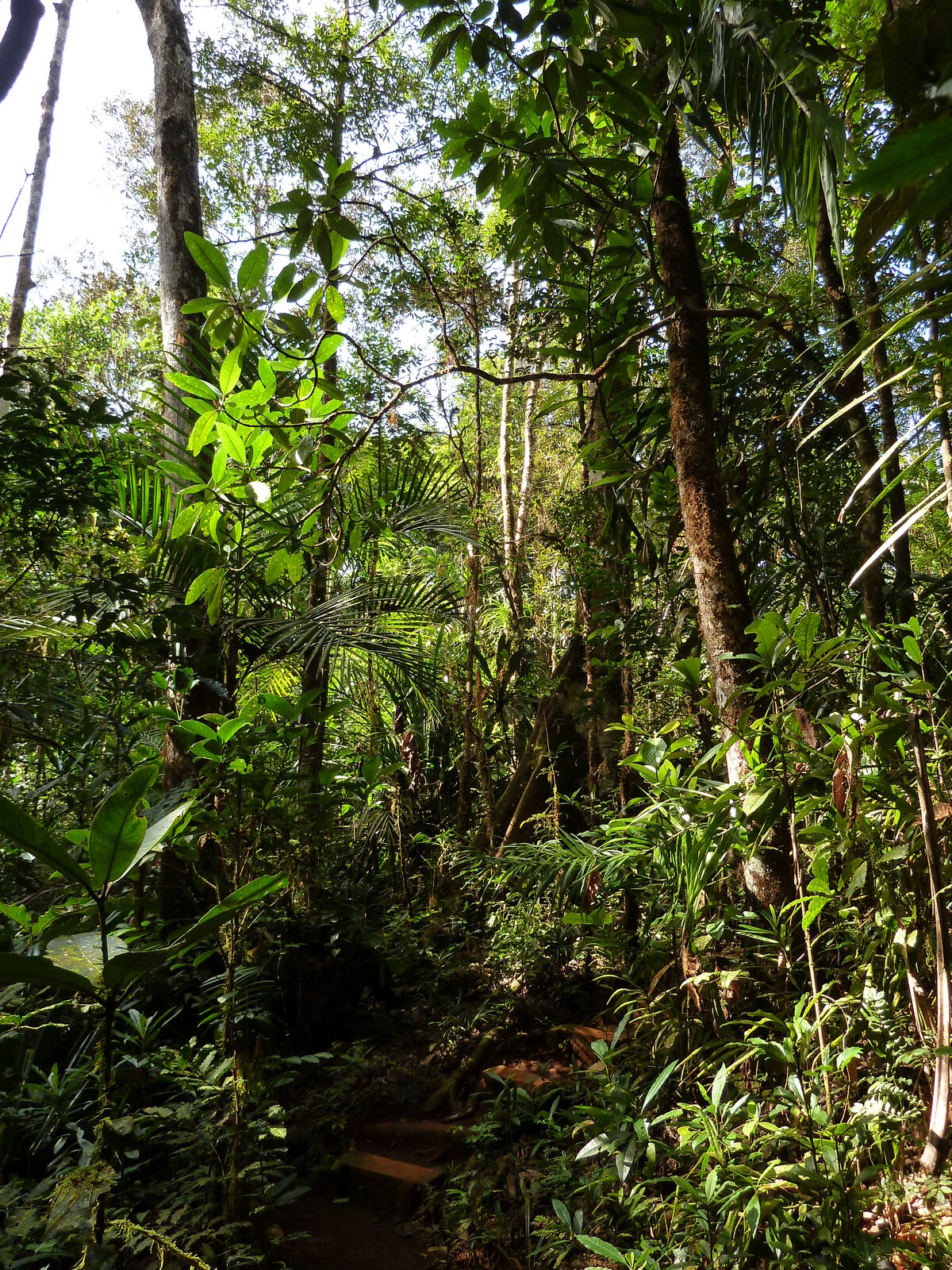 Picture New Caledonia Parc de la Riviere Bleue Le Grand Kaori 2010-05 48 - Trip Le Grand Kaori