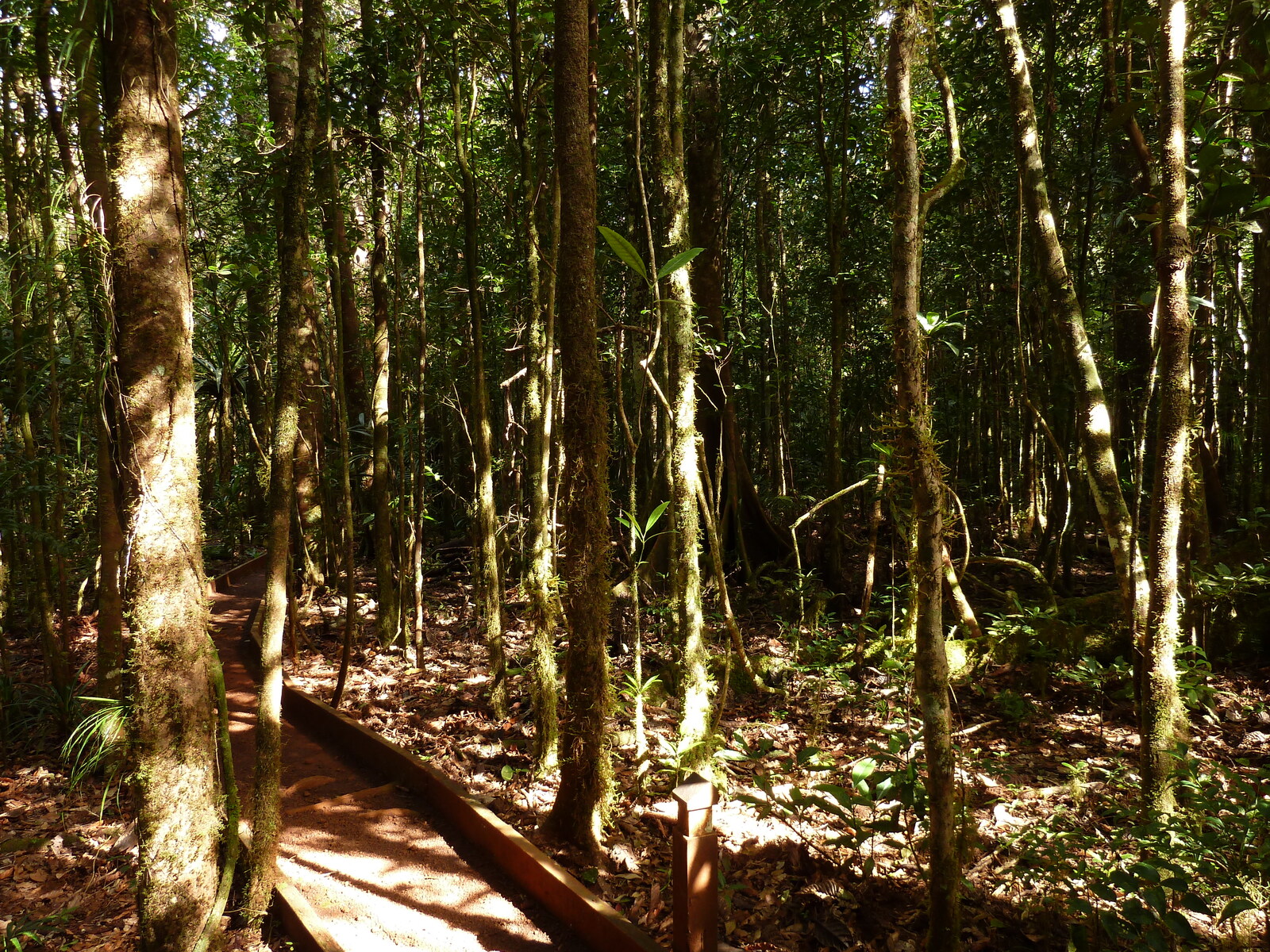 Picture New Caledonia Parc de la Riviere Bleue Le Grand Kaori 2010-05 49 - Perspective Le Grand Kaori