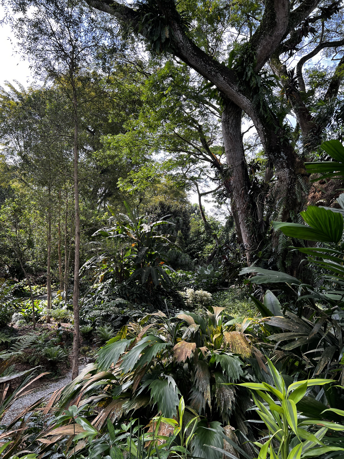 Picture Singapore Singapore Botanic Gardens 2023-01 97 - Photos Singapore Botanic Gardens