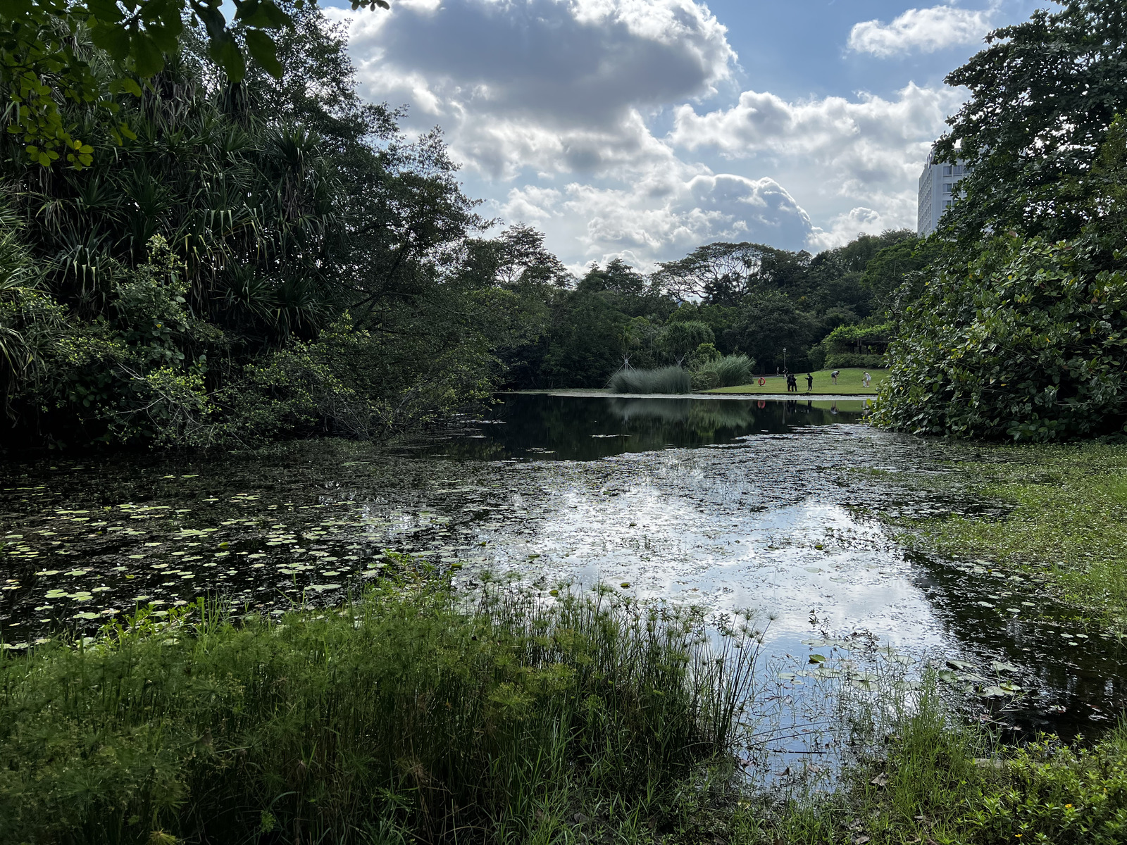 Picture Singapore Singapore Botanic Gardens 2023-01 4 - Photographers Singapore Botanic Gardens