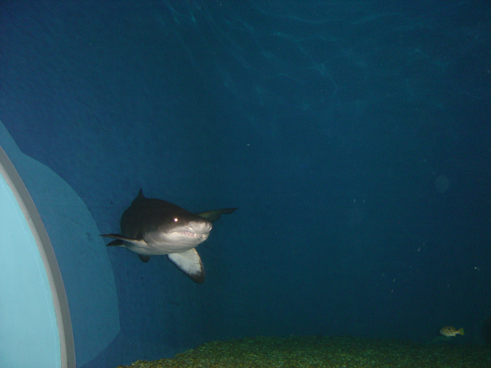 Picture Thailand Bangkok Siam Ocean World 2005-12 36 - Sightseeing Siam Ocean World