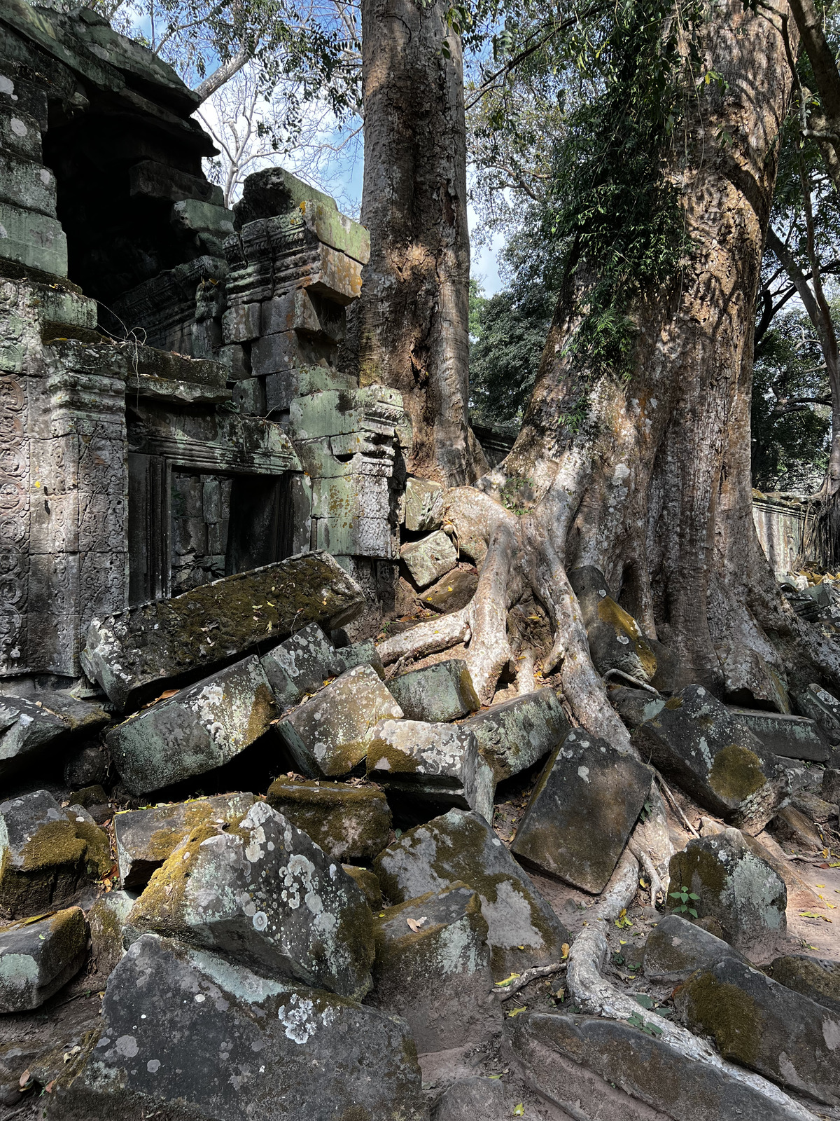 Picture Cambodia Siem Reap Ta Prohm 2023-01 98 - Photos Ta Prohm