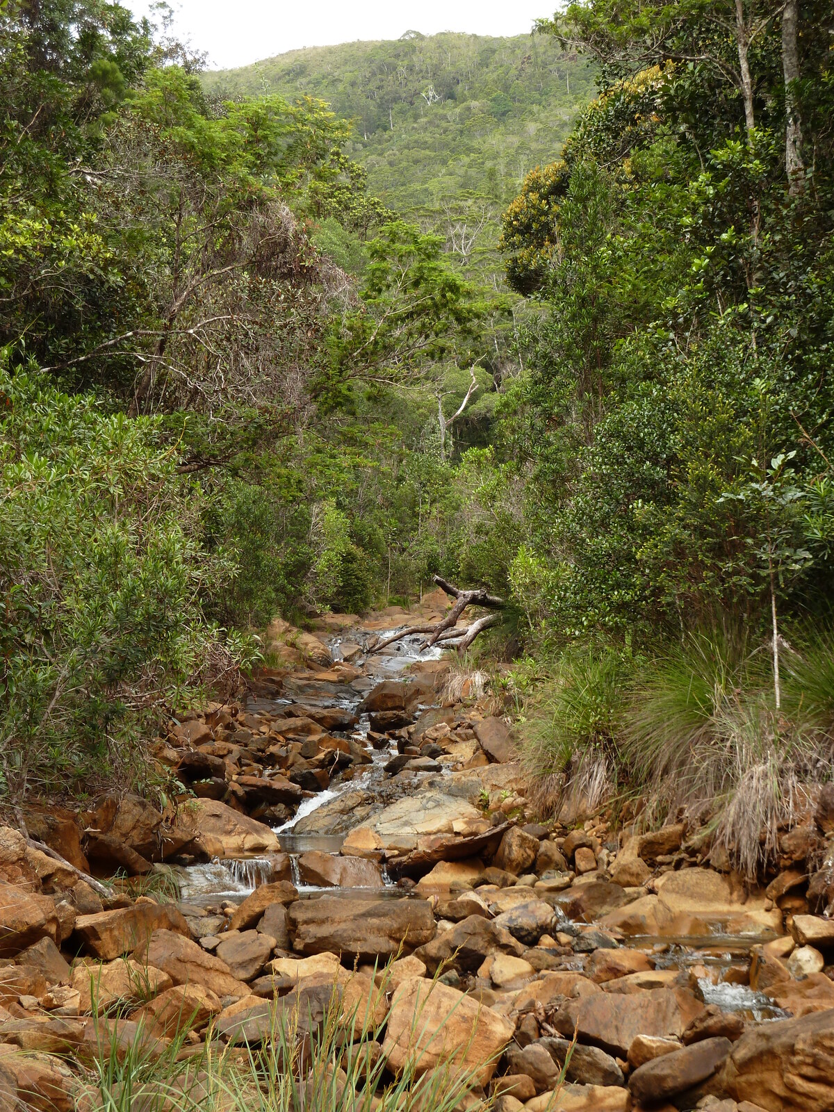 Picture New Caledonia Parc de la Riviere Bleue 2010-05 112 - Photo Parc de la Riviere Bleue