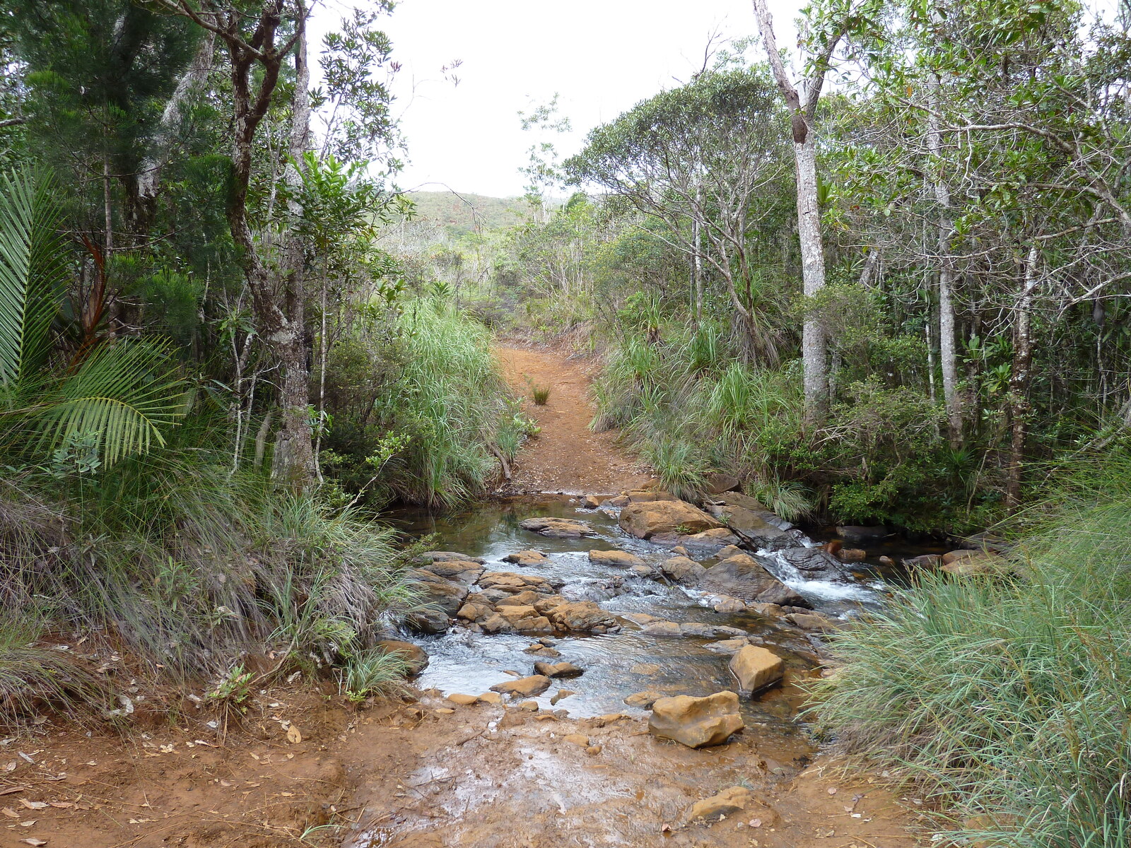 Picture New Caledonia Parc de la Riviere Bleue 2010-05 21 - Picture Parc de la Riviere Bleue