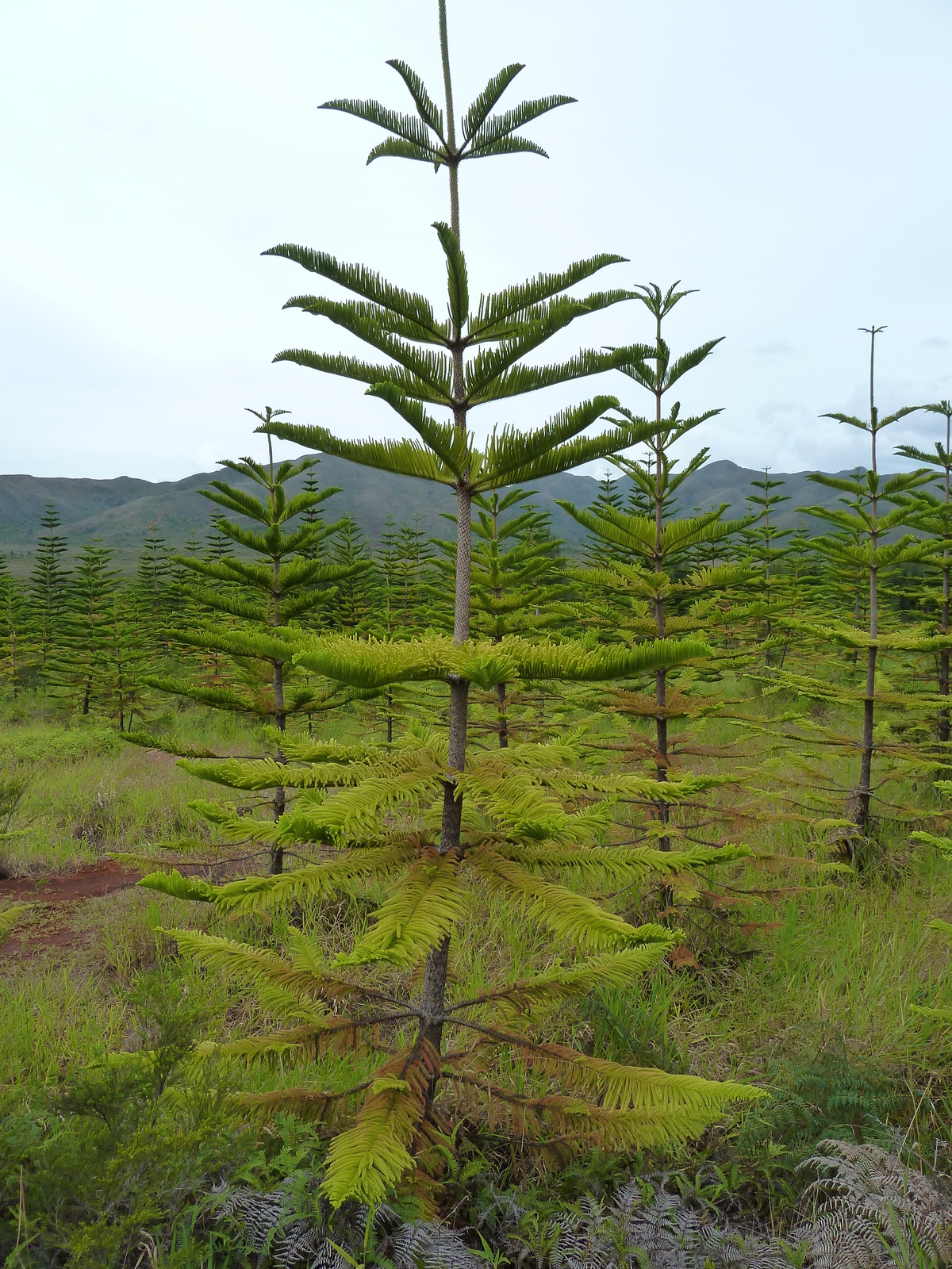 Picture New Caledonia Parc de la Riviere Bleue 2010-05 94 - Store Parc de la Riviere Bleue