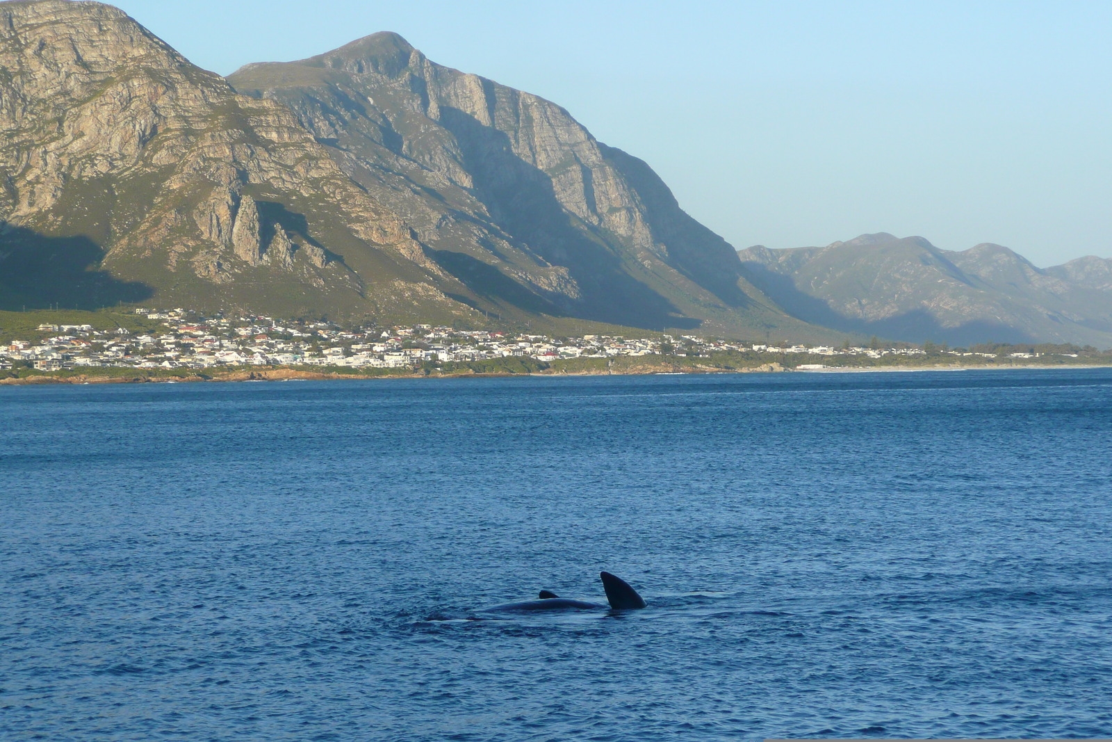 Picture South Africa Harmanus 2008-09 293 - Flights Harmanus