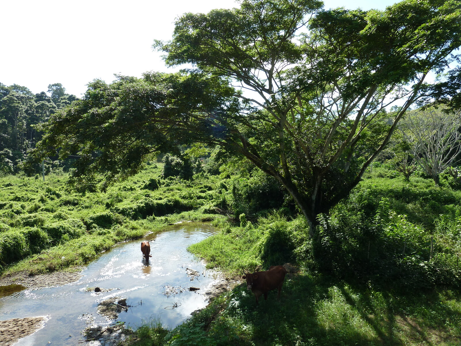 Picture Fiji Sigatoka river 2010-05 93 - Sight Sigatoka river