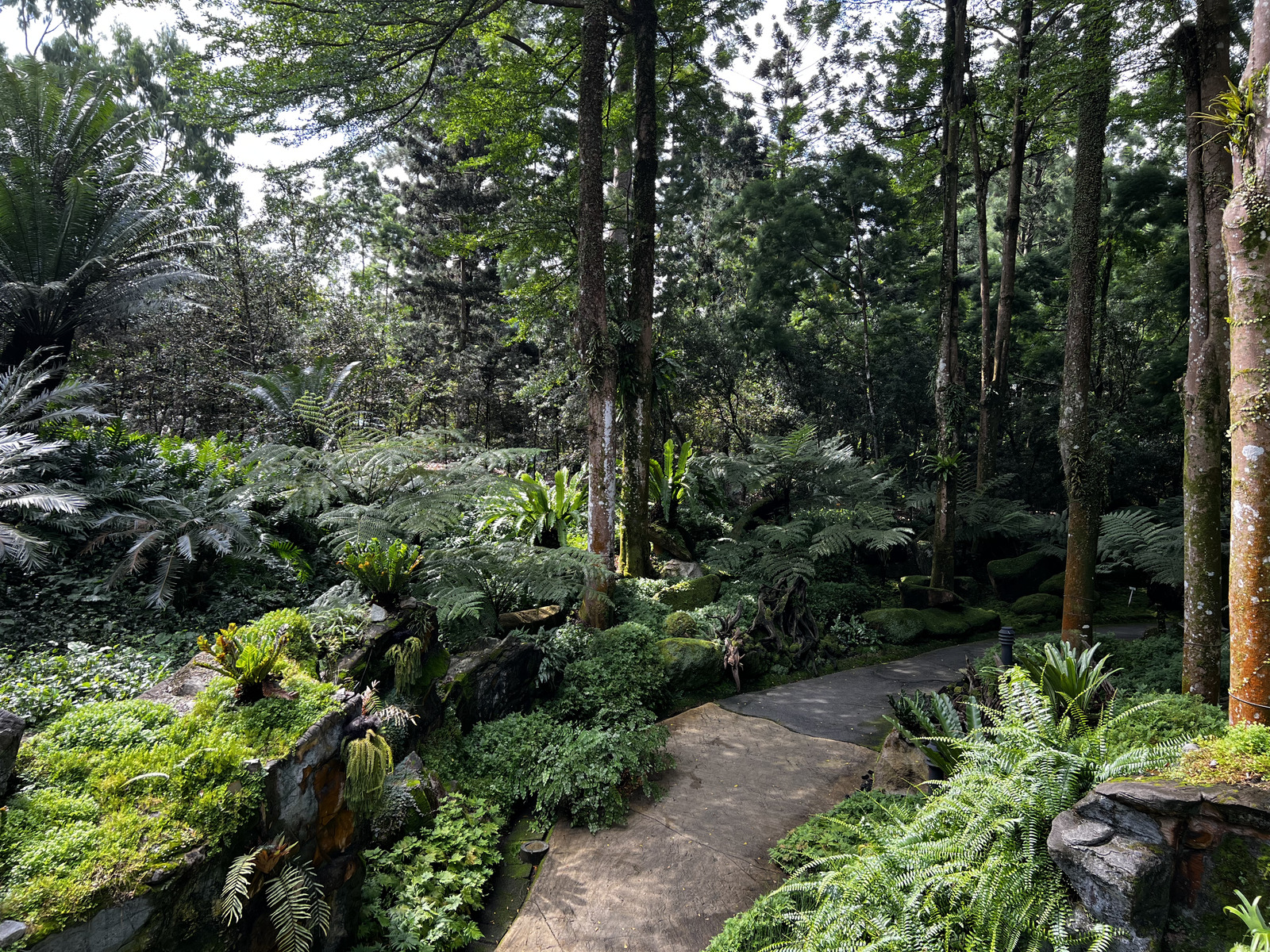 Picture Singapore Singapore Botanic Gardens 2023-01 75 - Photographers Singapore Botanic Gardens