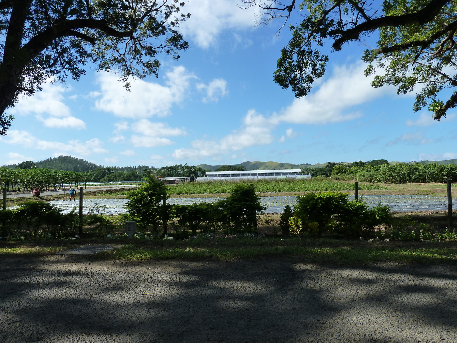 Picture Fiji Sigatoka river 2010-05 23 - Photographers Sigatoka river