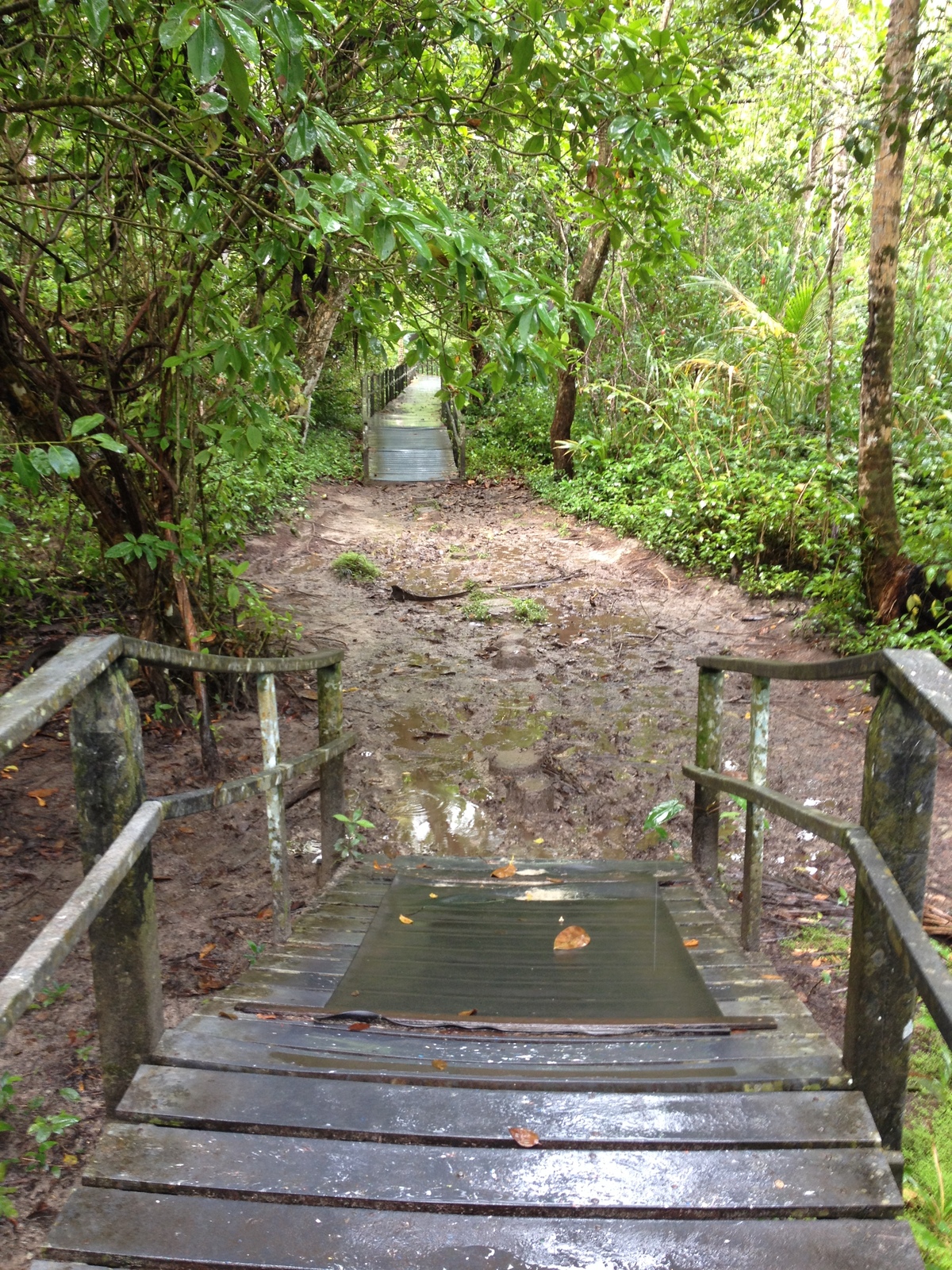 Picture Costa Rica Cahuita 2015-03 254 - Trail Cahuita