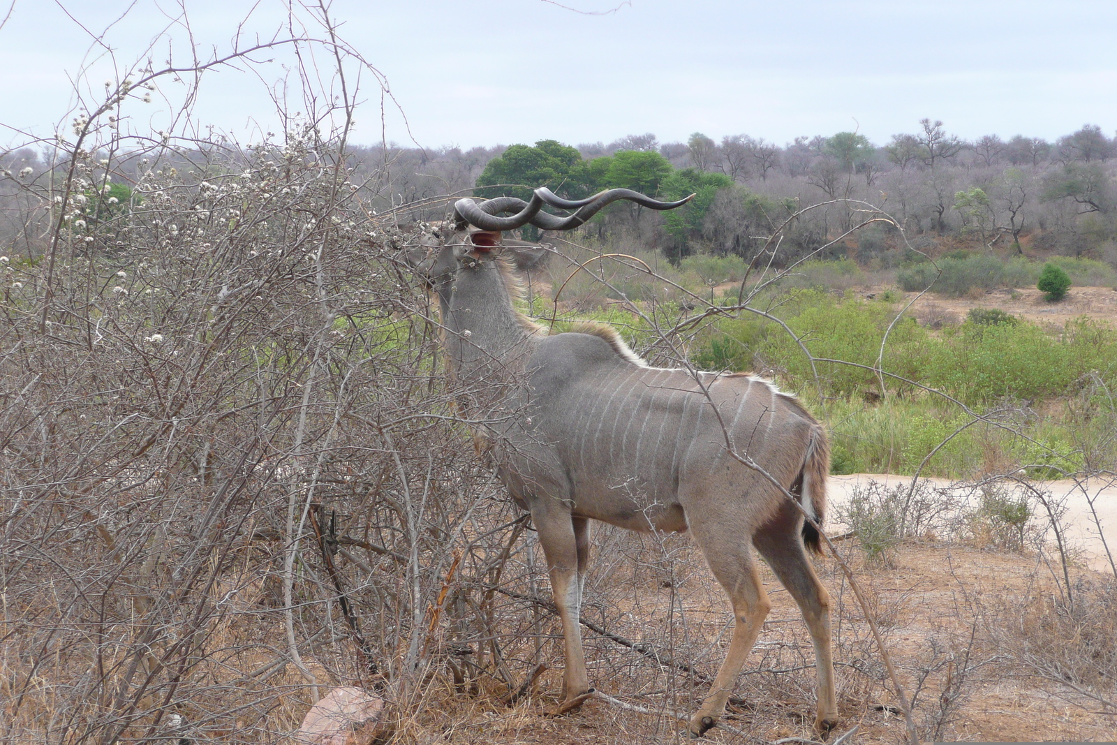 Picture South Africa Kruger National Park Sable River 2008-09 8 - Photos Sable River