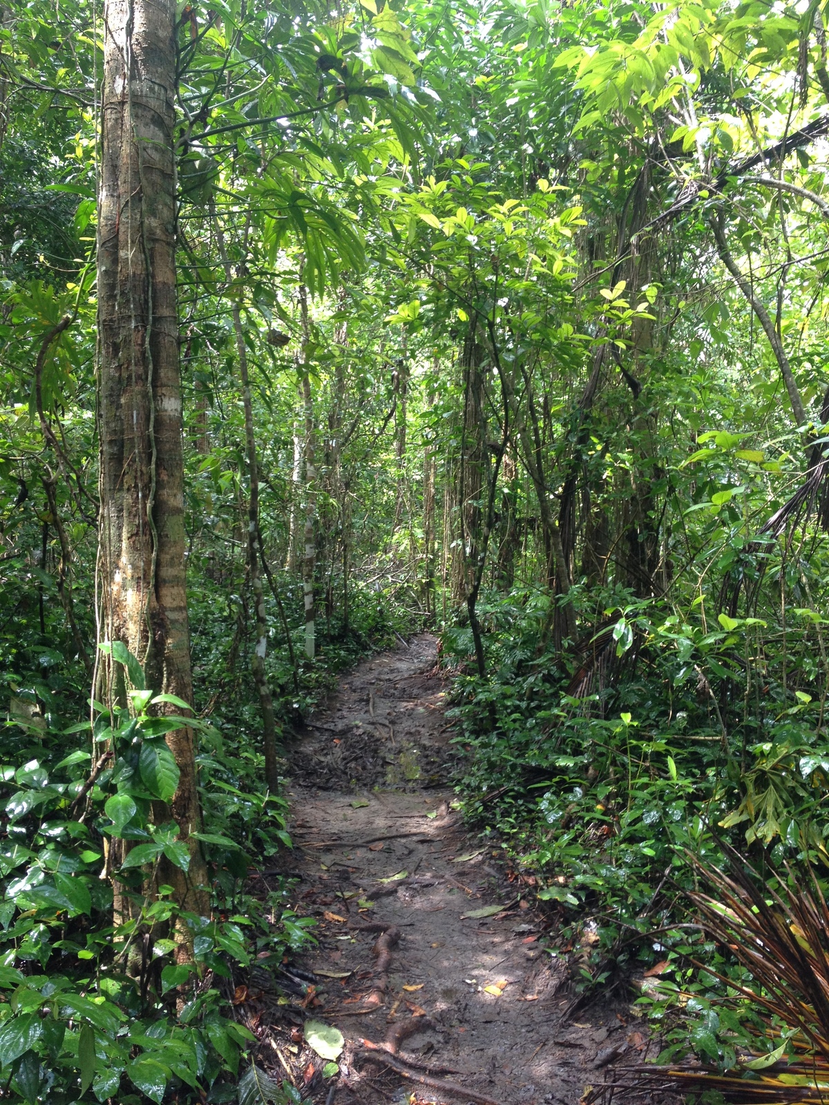 Picture Costa Rica Cahuita 2015-03 36 - Sight Cahuita