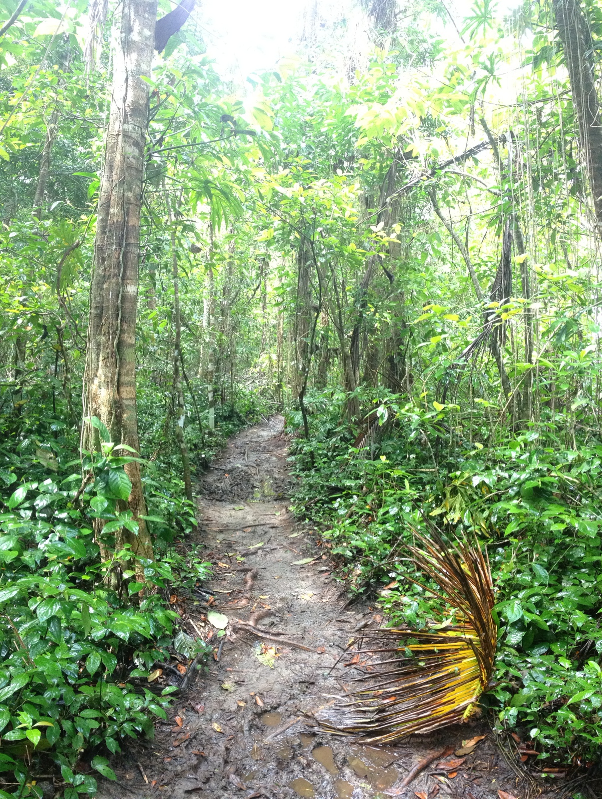 Picture Costa Rica Cahuita 2015-03 20 - Perspective Cahuita