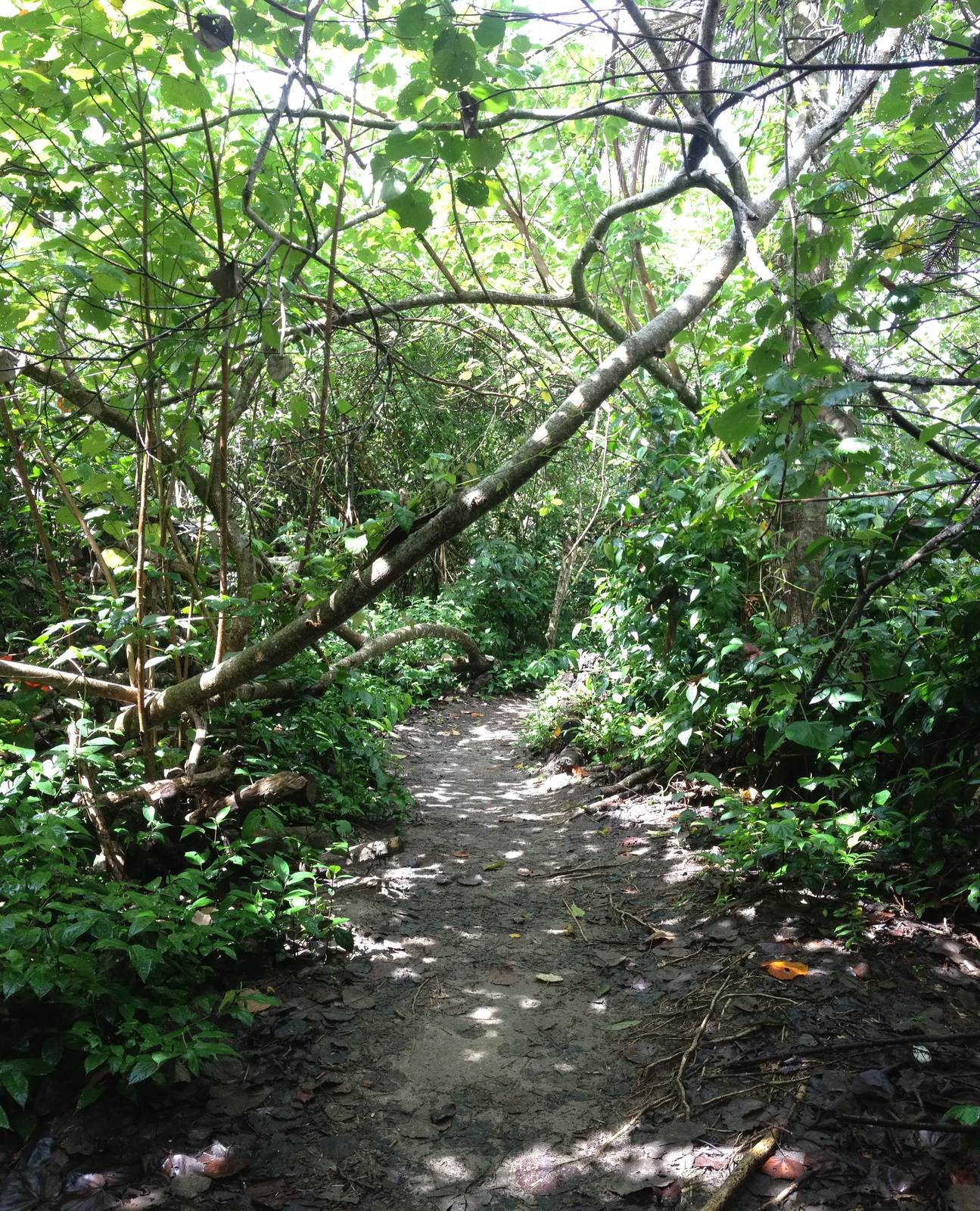 Picture Costa Rica Cahuita 2015-03 1 - View Cahuita