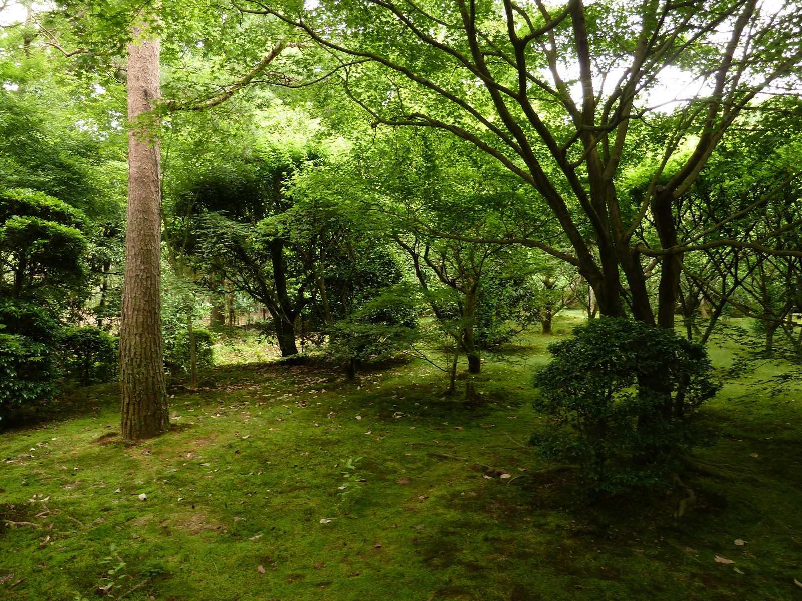 Picture Japan Kyoto Ryoanji Temple 2010-06 20 - Views Ryoanji Temple