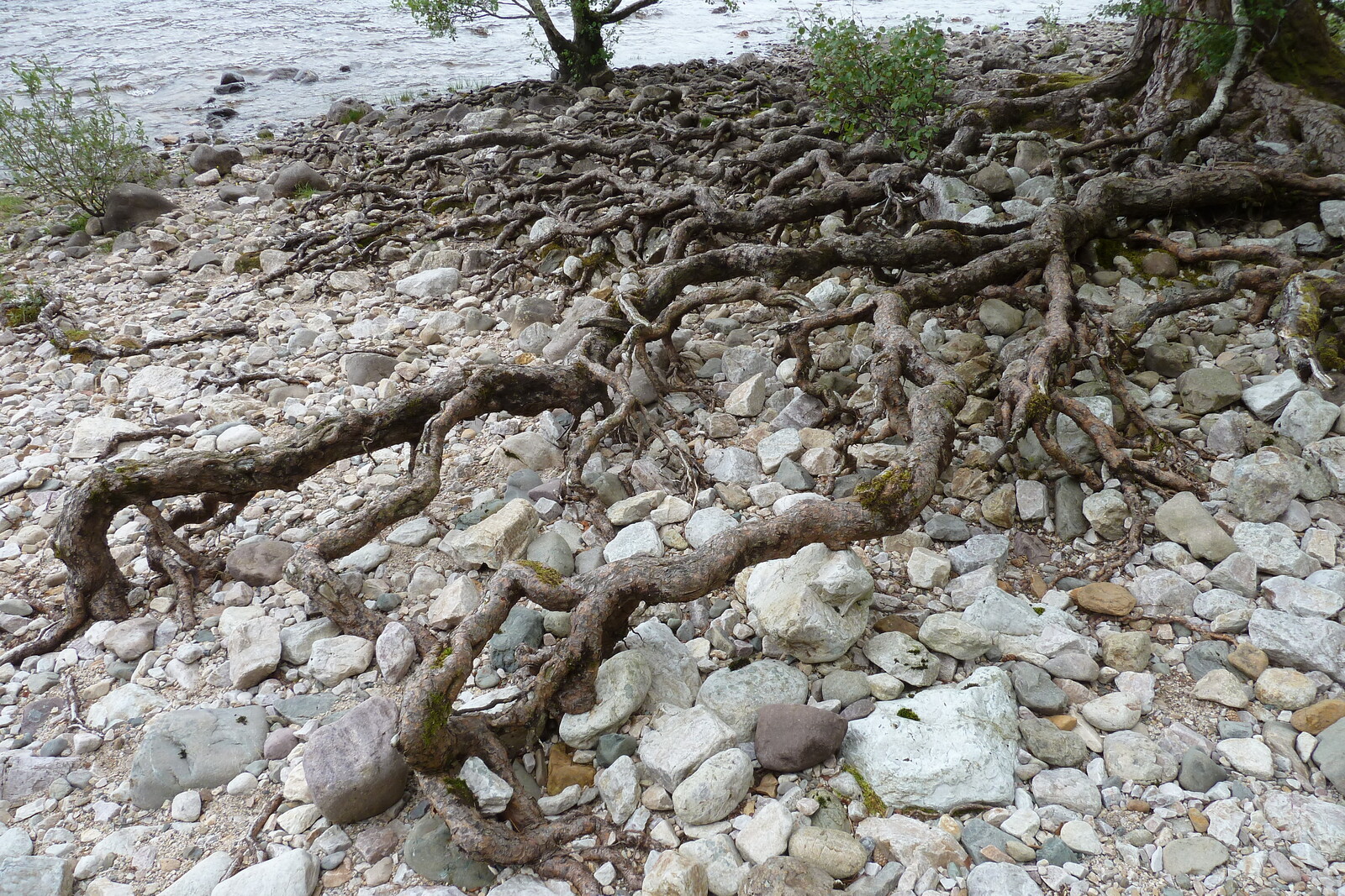 Picture United Kingdom Scotland Loch Maree 2011-07 0 - Journey Loch Maree