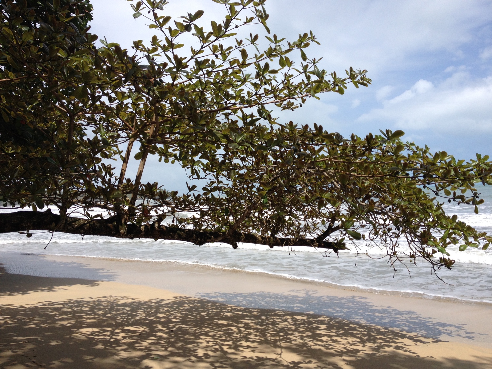 Picture Costa Rica Cahuita 2015-03 156 - View Cahuita