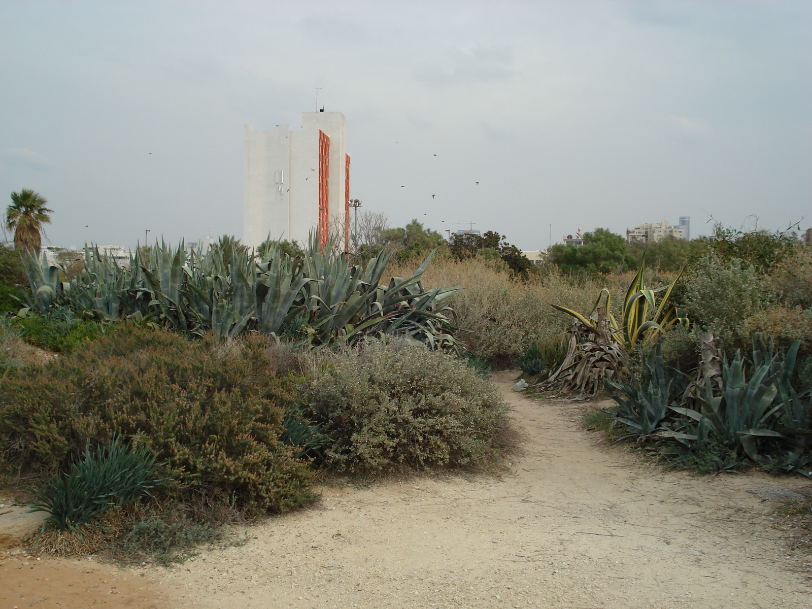 Picture Israel Tel Aviv Tel Aviv Sea Shore 2006-12 286 - Sightseeing Tel Aviv Sea Shore